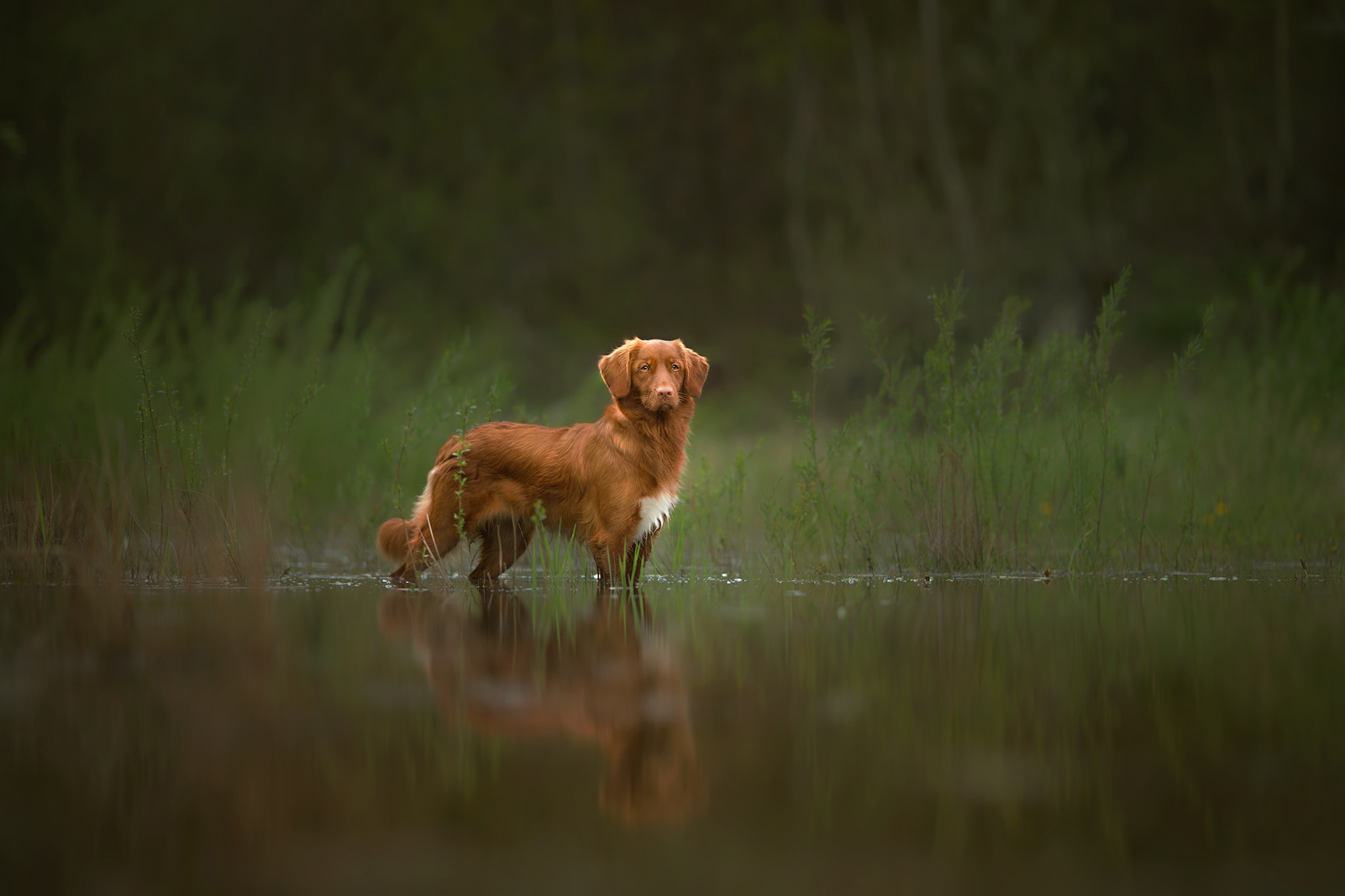 A brown dog stands in shallow water with green reeds behind it. HD Wallpaper