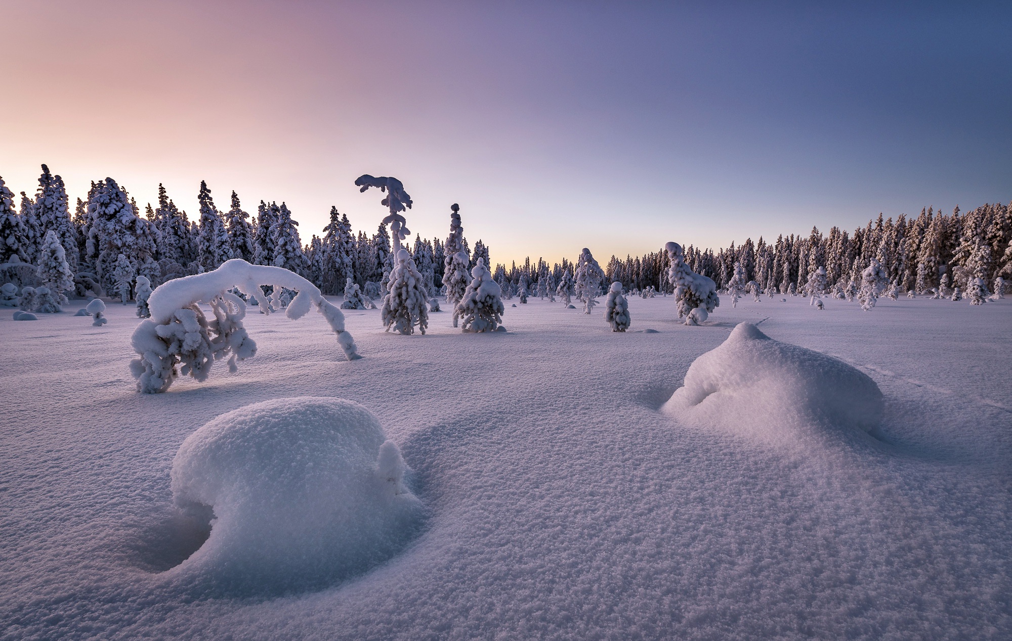 Snow-covered trees in a winter landscape at dawn HD Wallpaper