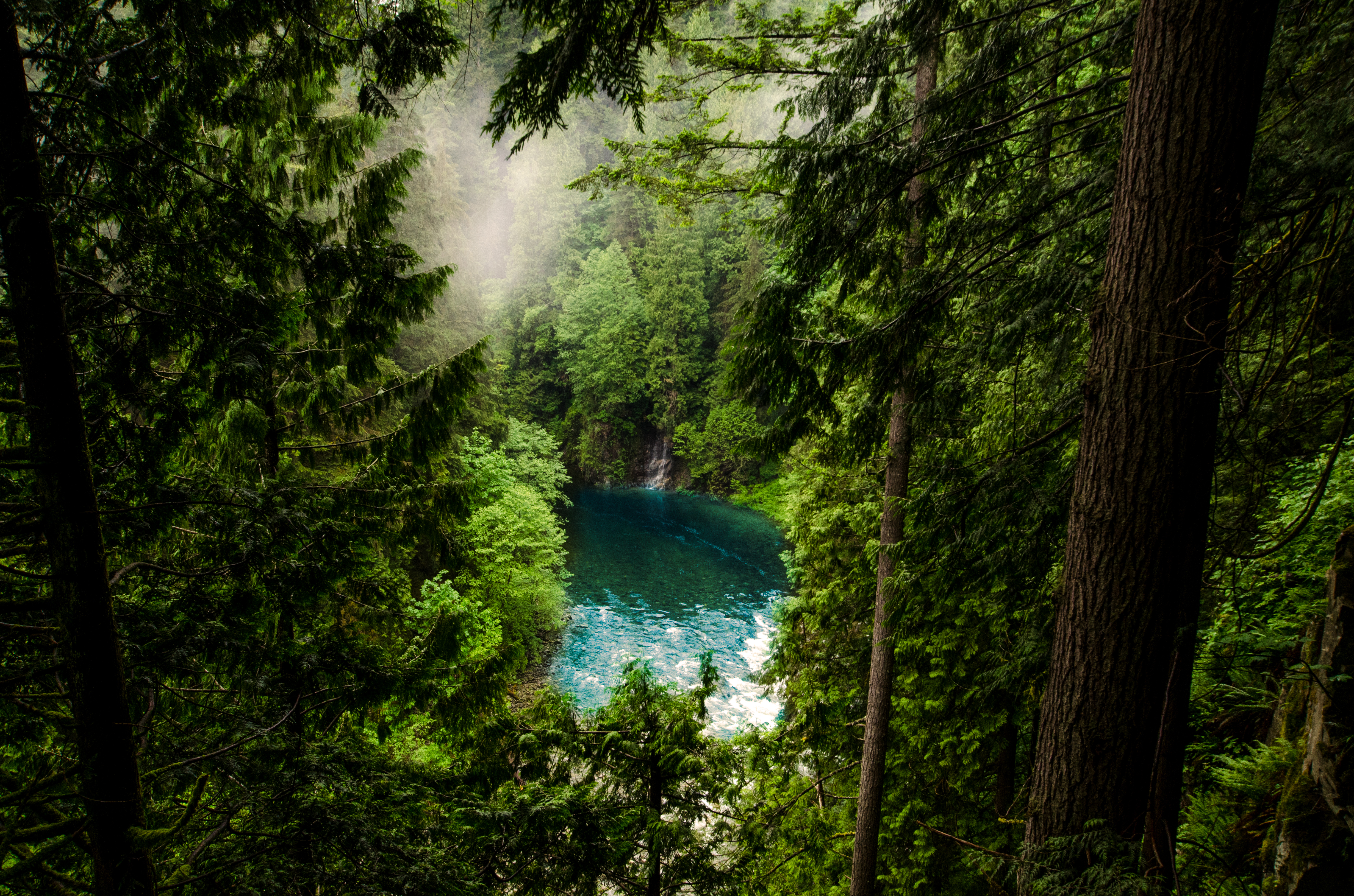 Misty forest lake surrounded by pine trees HD Wallpaper