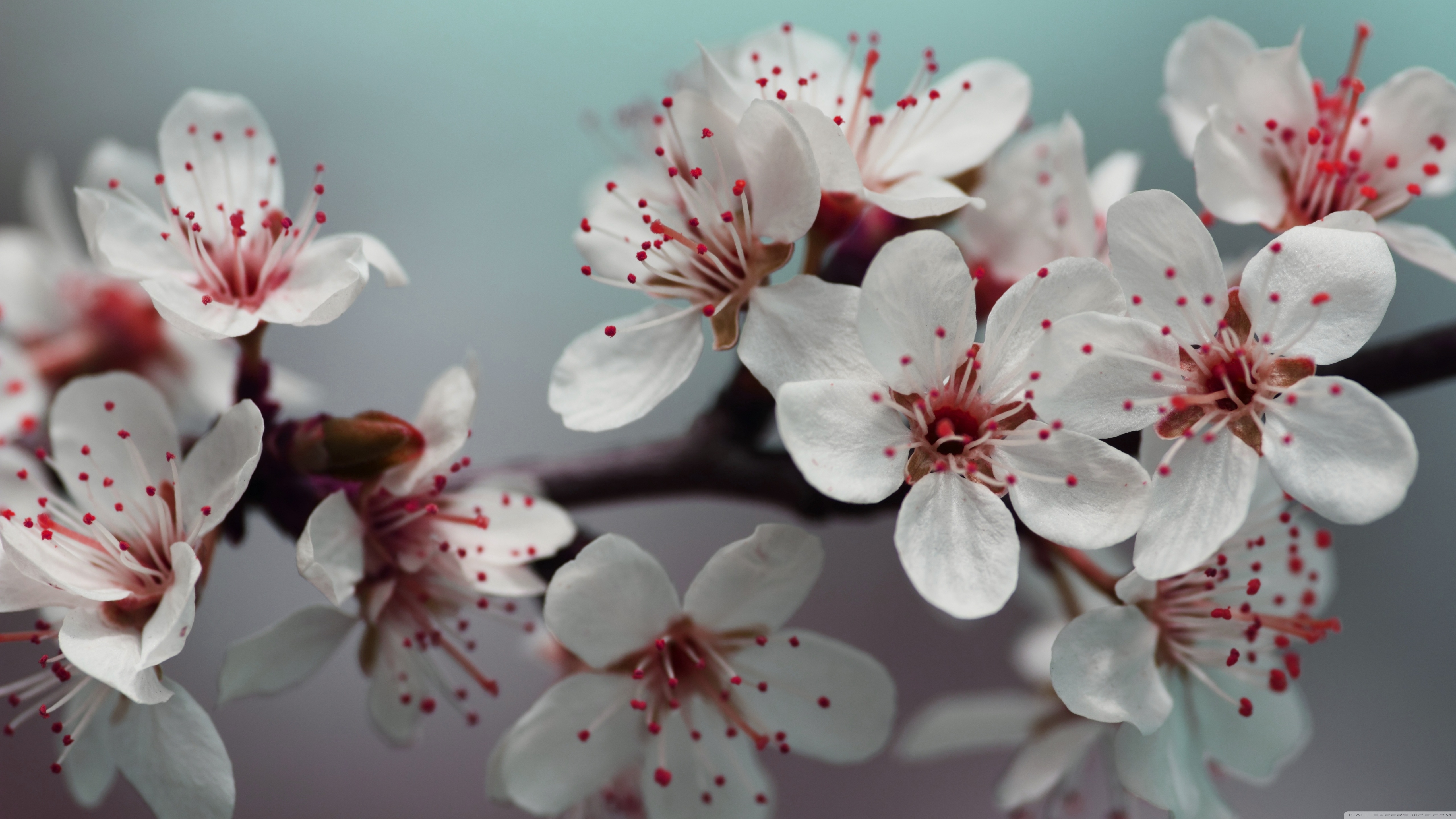 Close-up of white cherry blossoms with red stamens HD Wallpaper