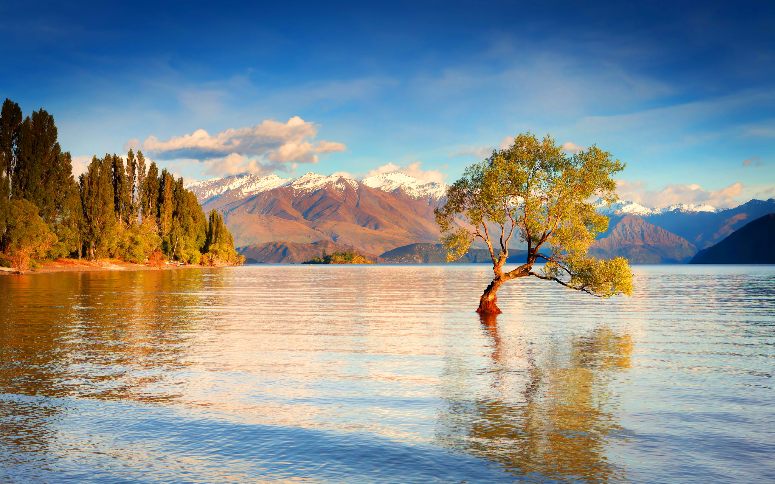 Lone tree in Lake Wanaka with snow-capped mountains HD Wallpaper