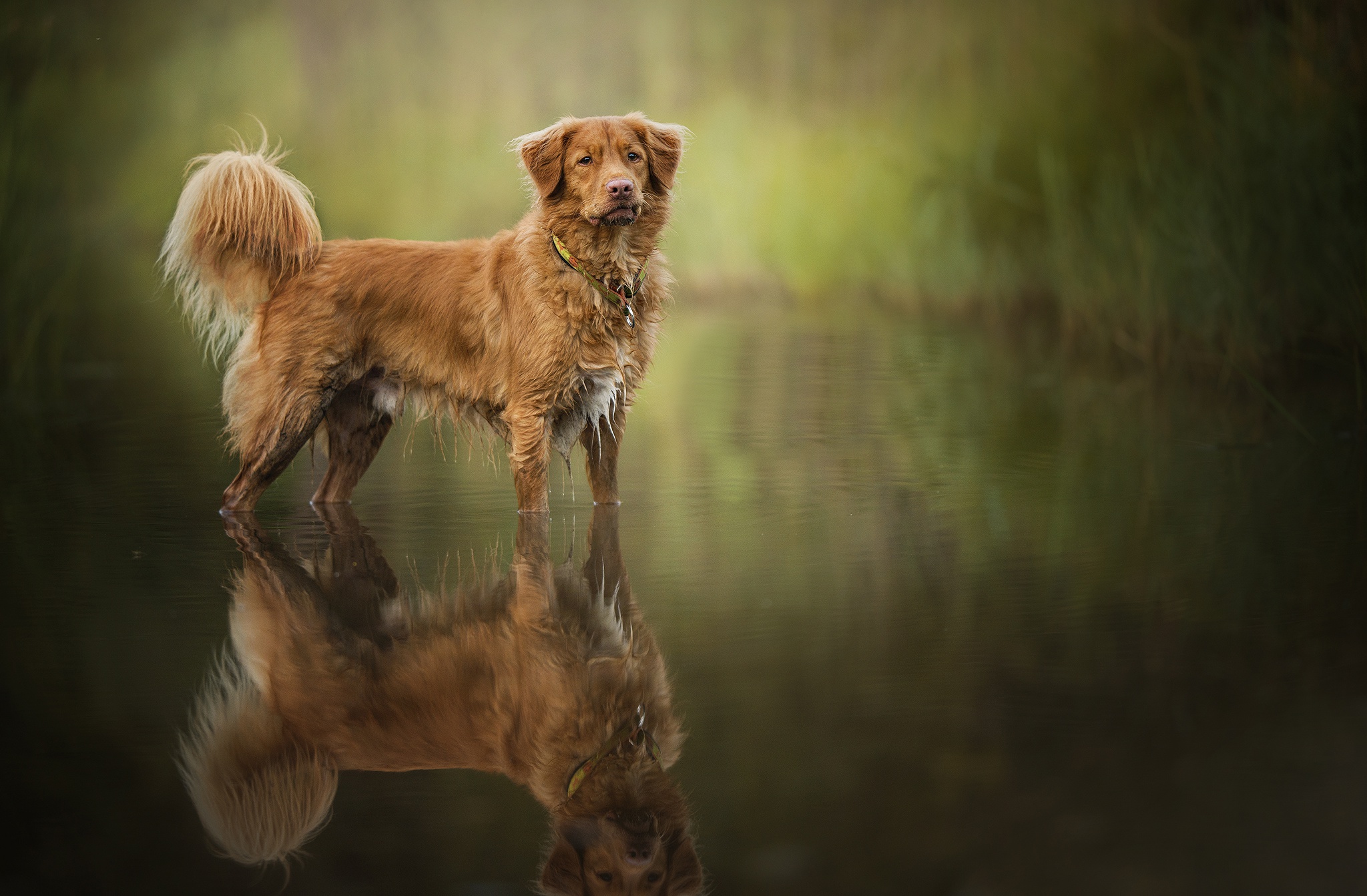 Brown dog standing in water with reflection HD Wallpaper