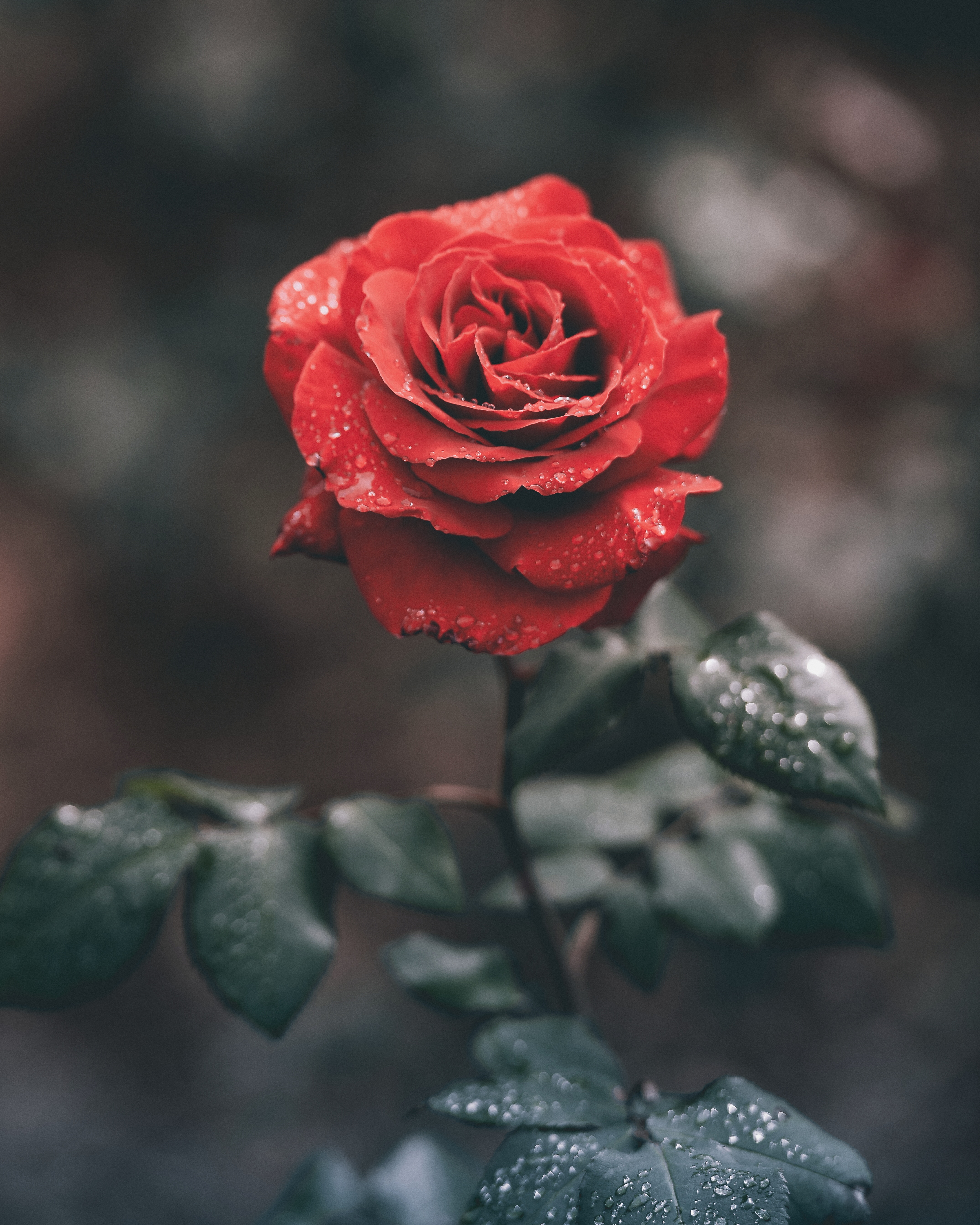 Red rose with water drops on petals and leaves HD Wallpaper