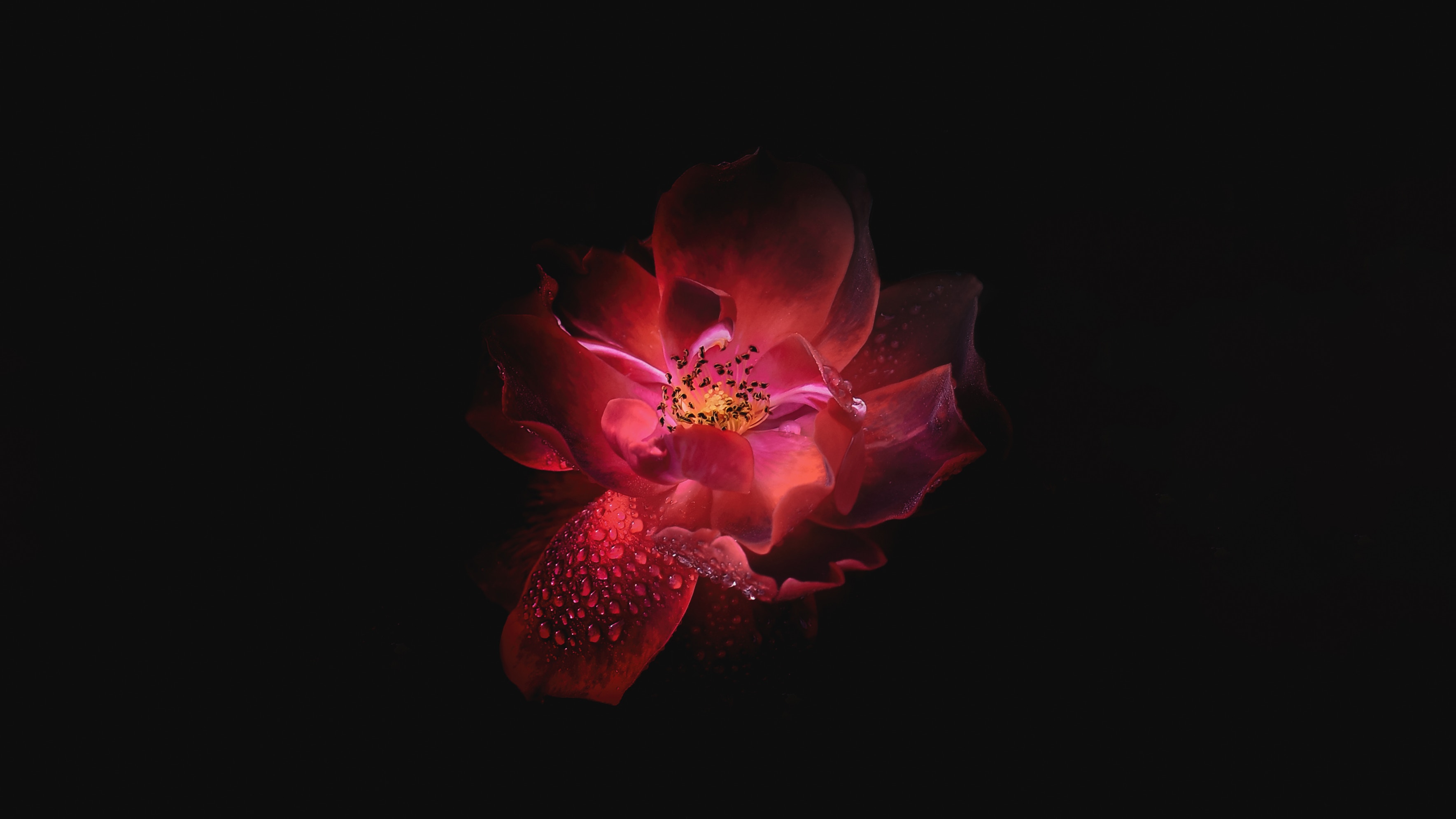 Red rose with water droplets on black background HD Wallpaper