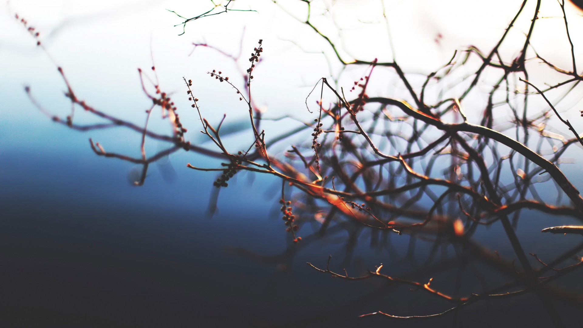 Close-up of bare tree branches with small buds HD Wallpaper