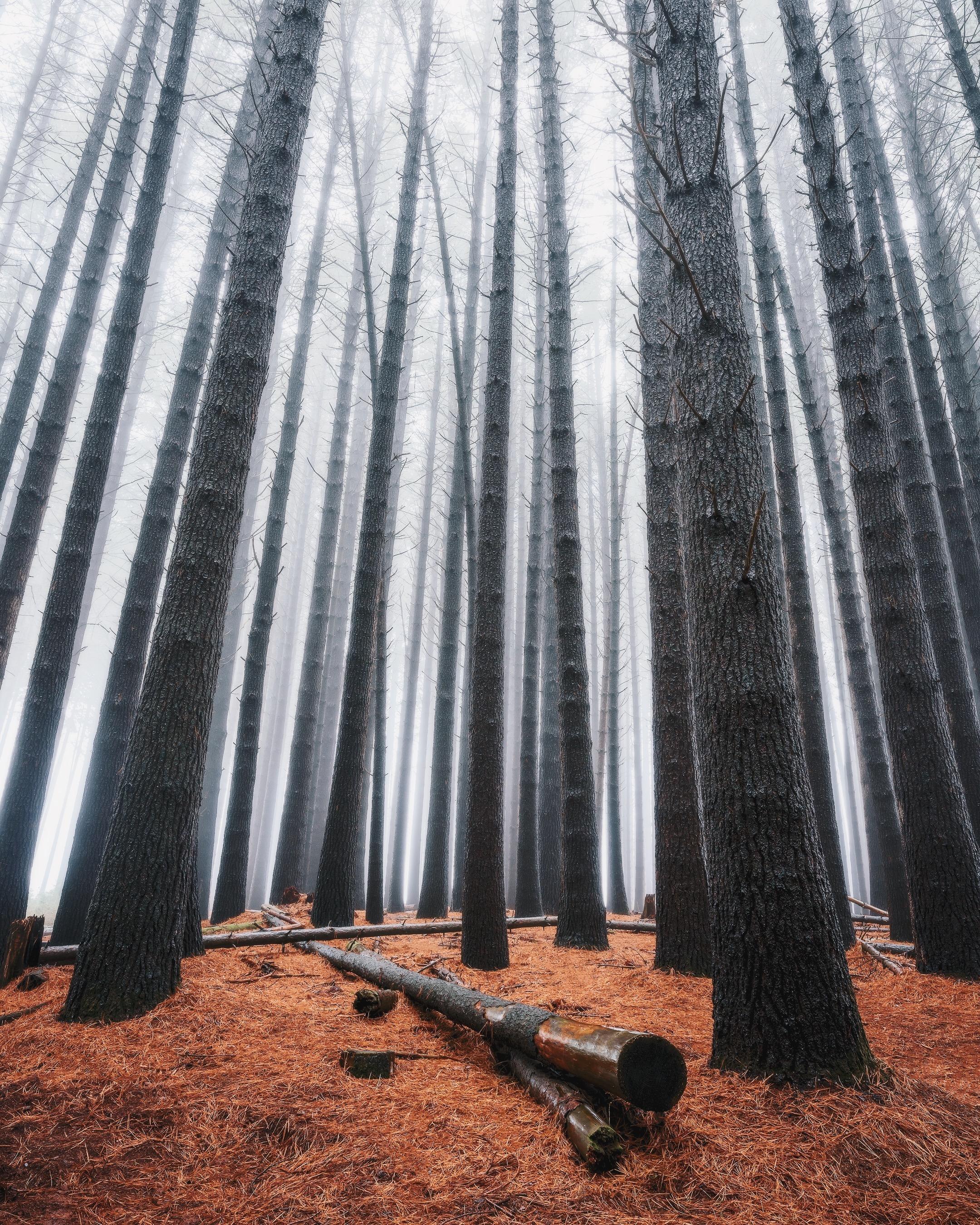 Misty forest with tall pine trees and fallen logs HD Wallpaper