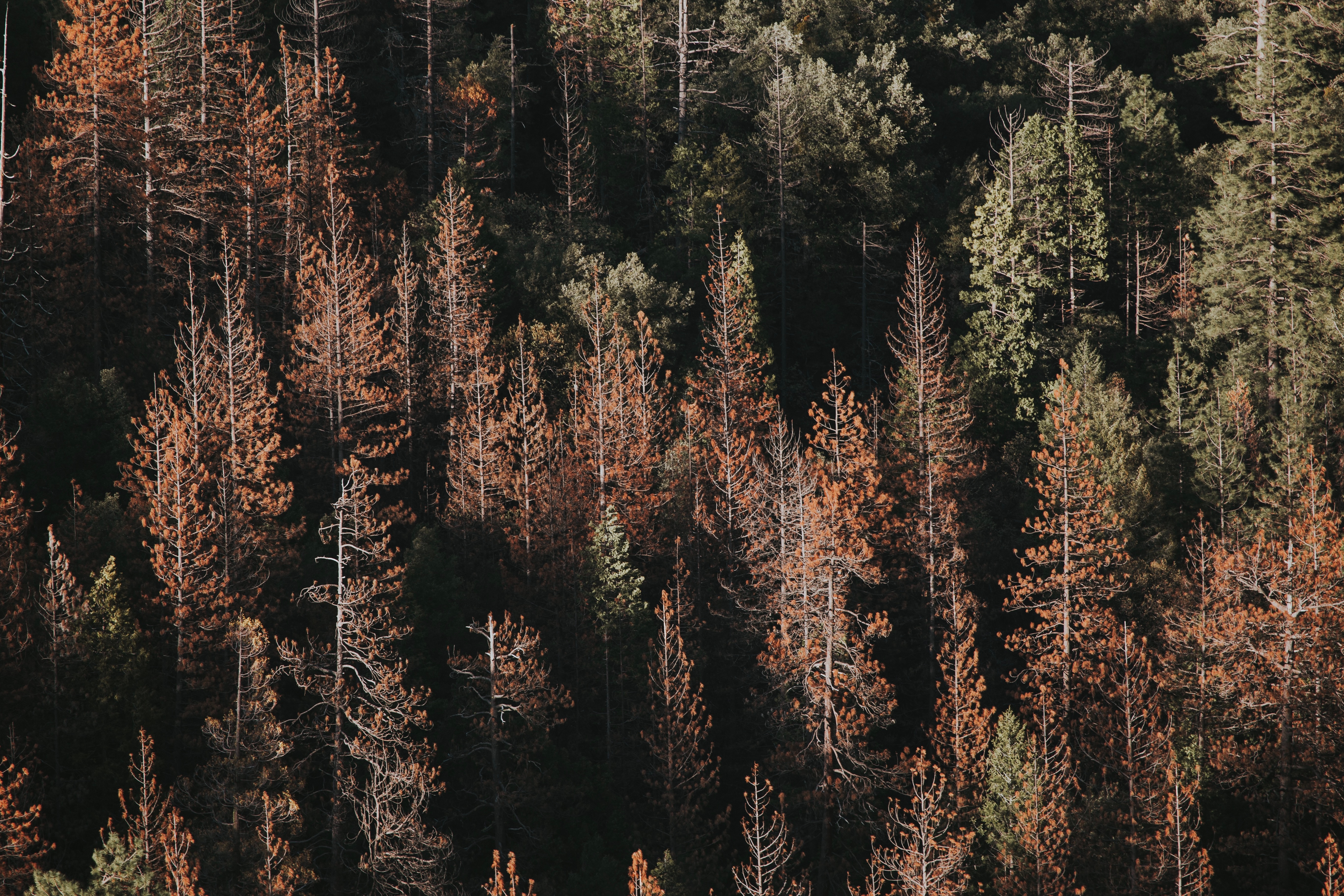 Aerial view of a forest with dead and alive pine trees HD Wallpaper