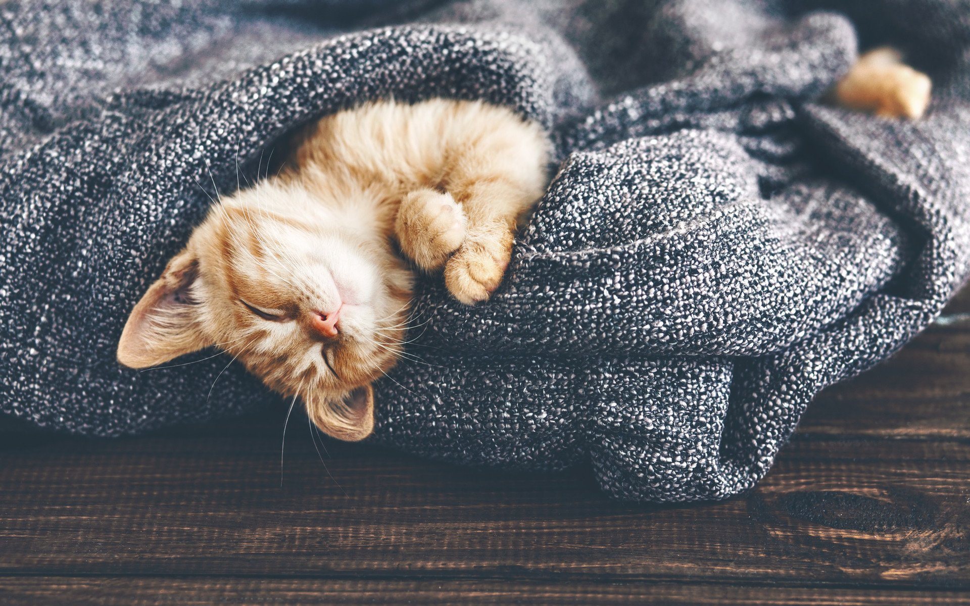 Orange kitten sleeping on a blanket HD Wallpaper