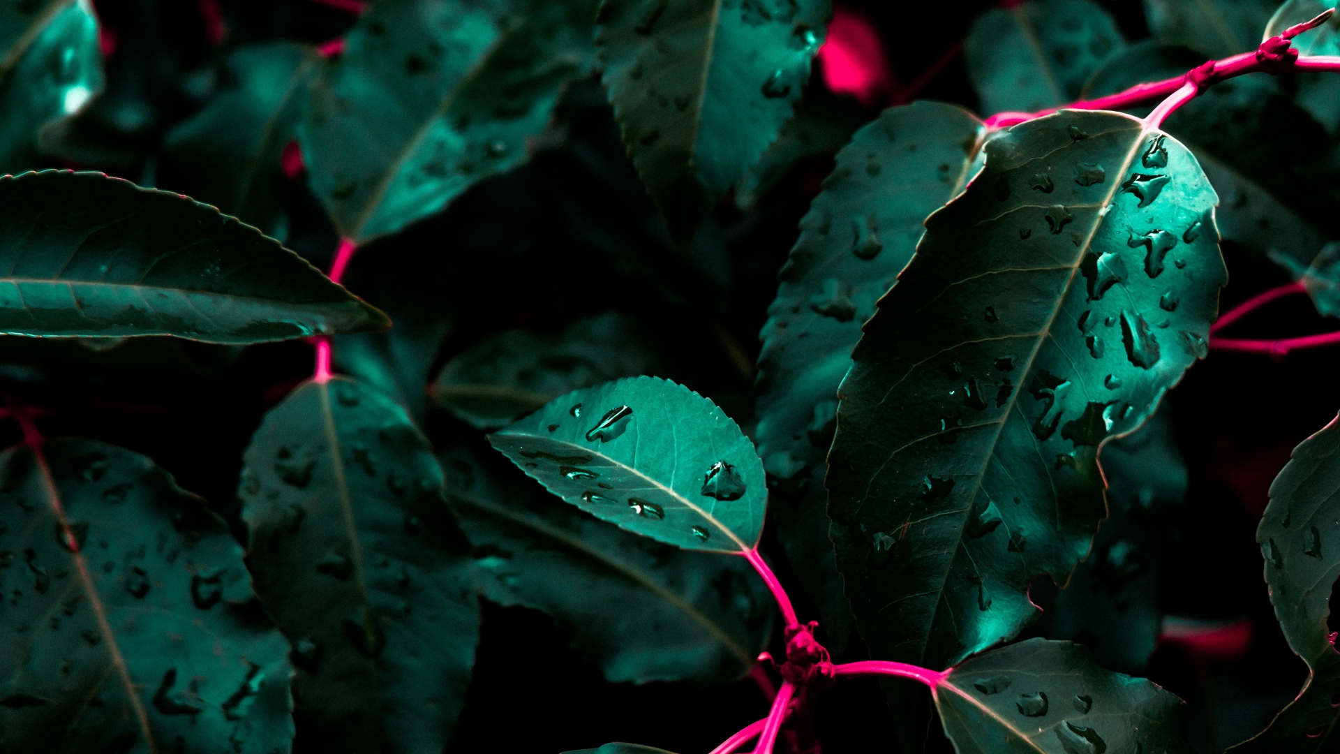 Close-up of wet green leaves with pink stems HD Wallpaper