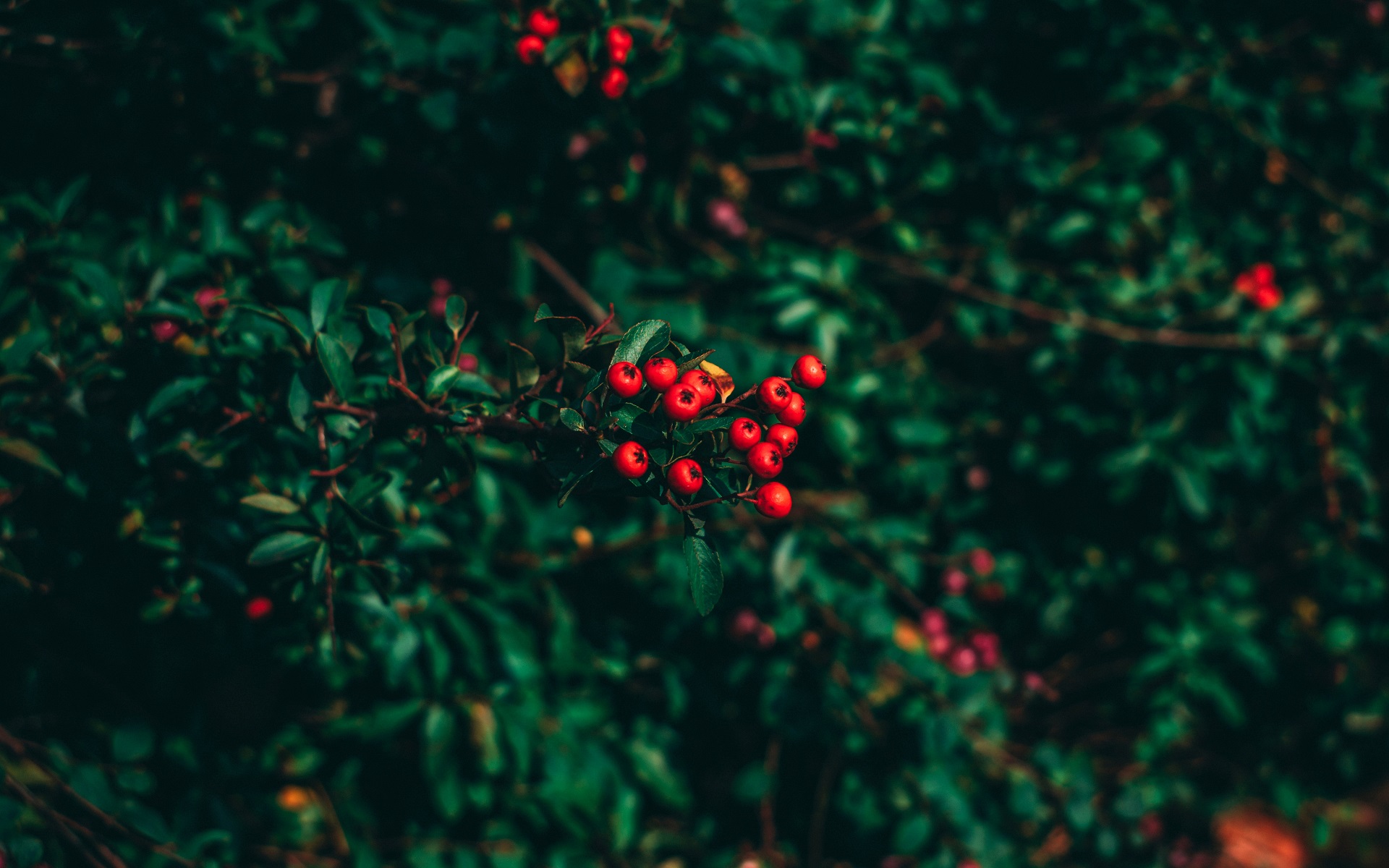 Red berries on a branch with green leaves HD Wallpaper