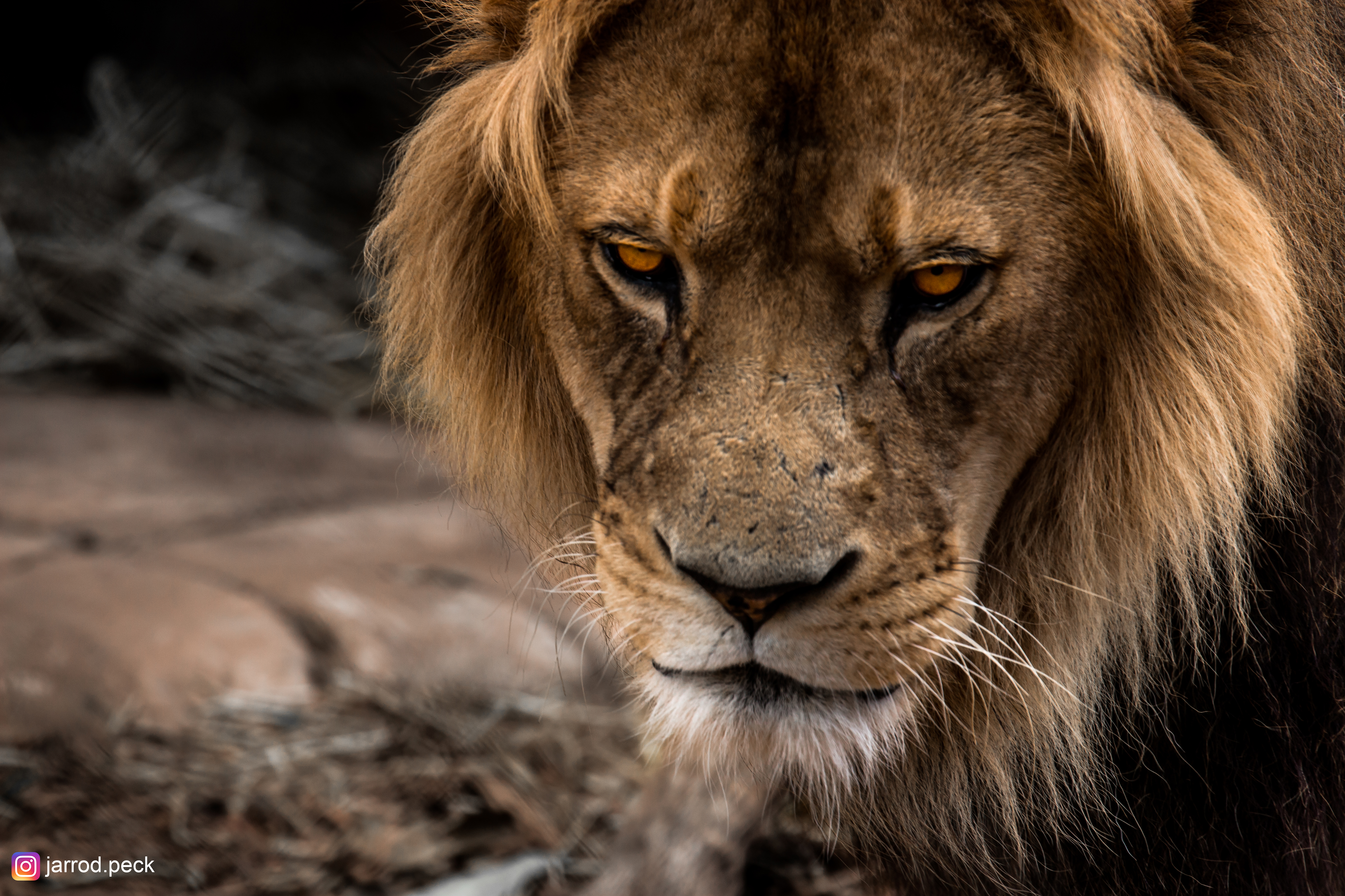 Close-up of a male lion's face HD Wallpaper