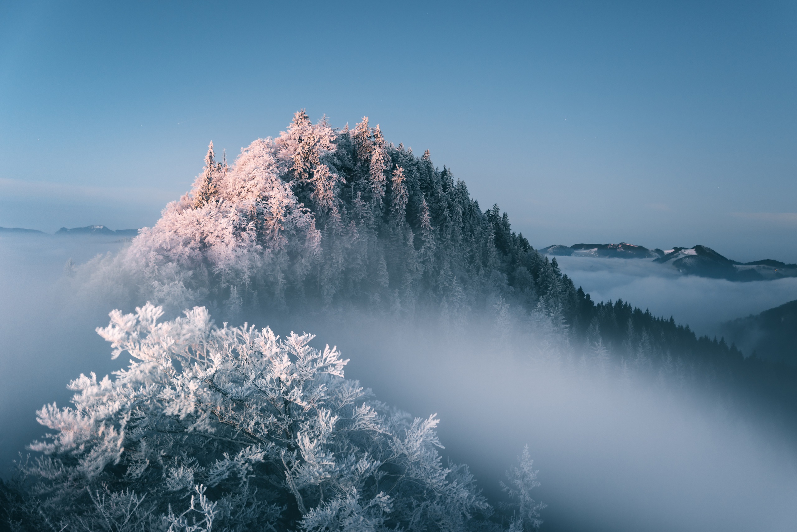 Snow-covered trees and mountains above fog HD Wallpaper