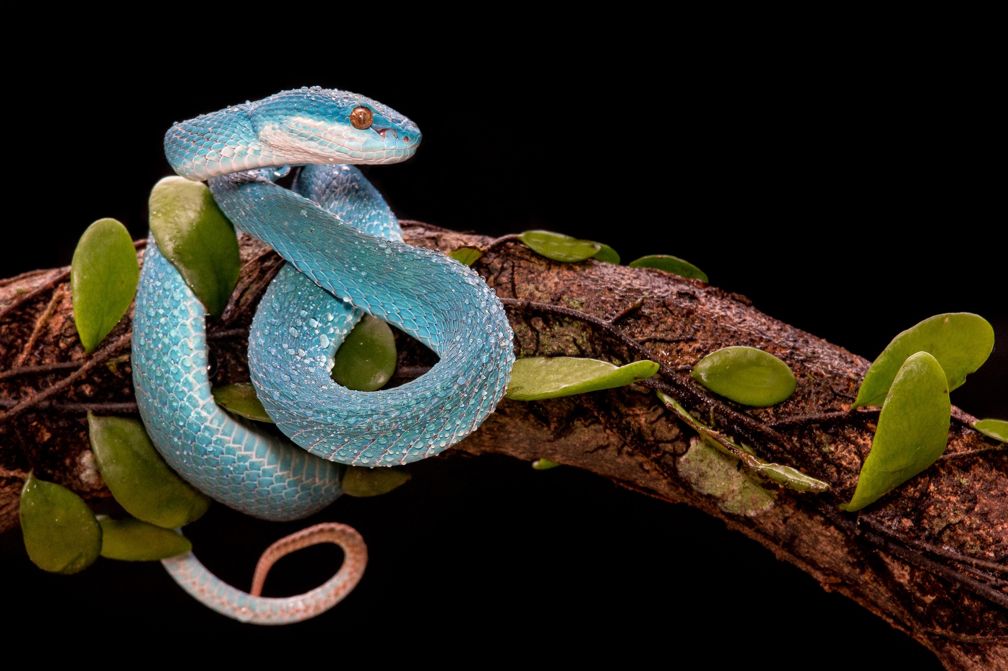 Blue viper snake coiled on a branch with leaves HD Wallpaper