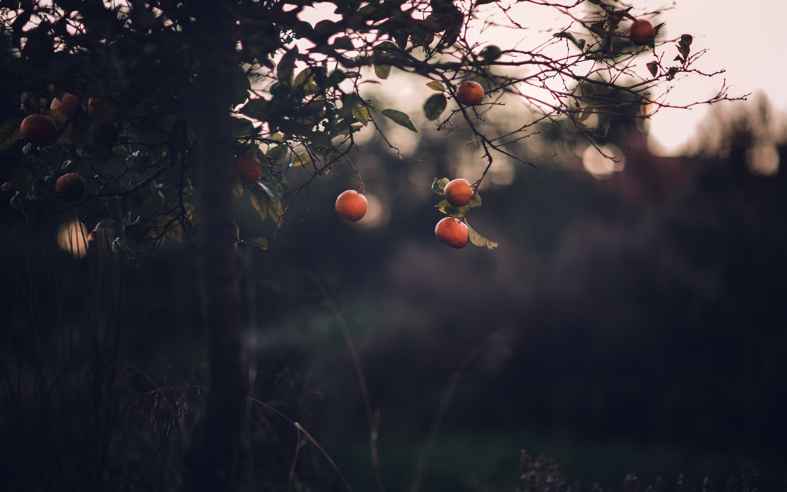 Orange fruits on a tree branch HD Wallpaper