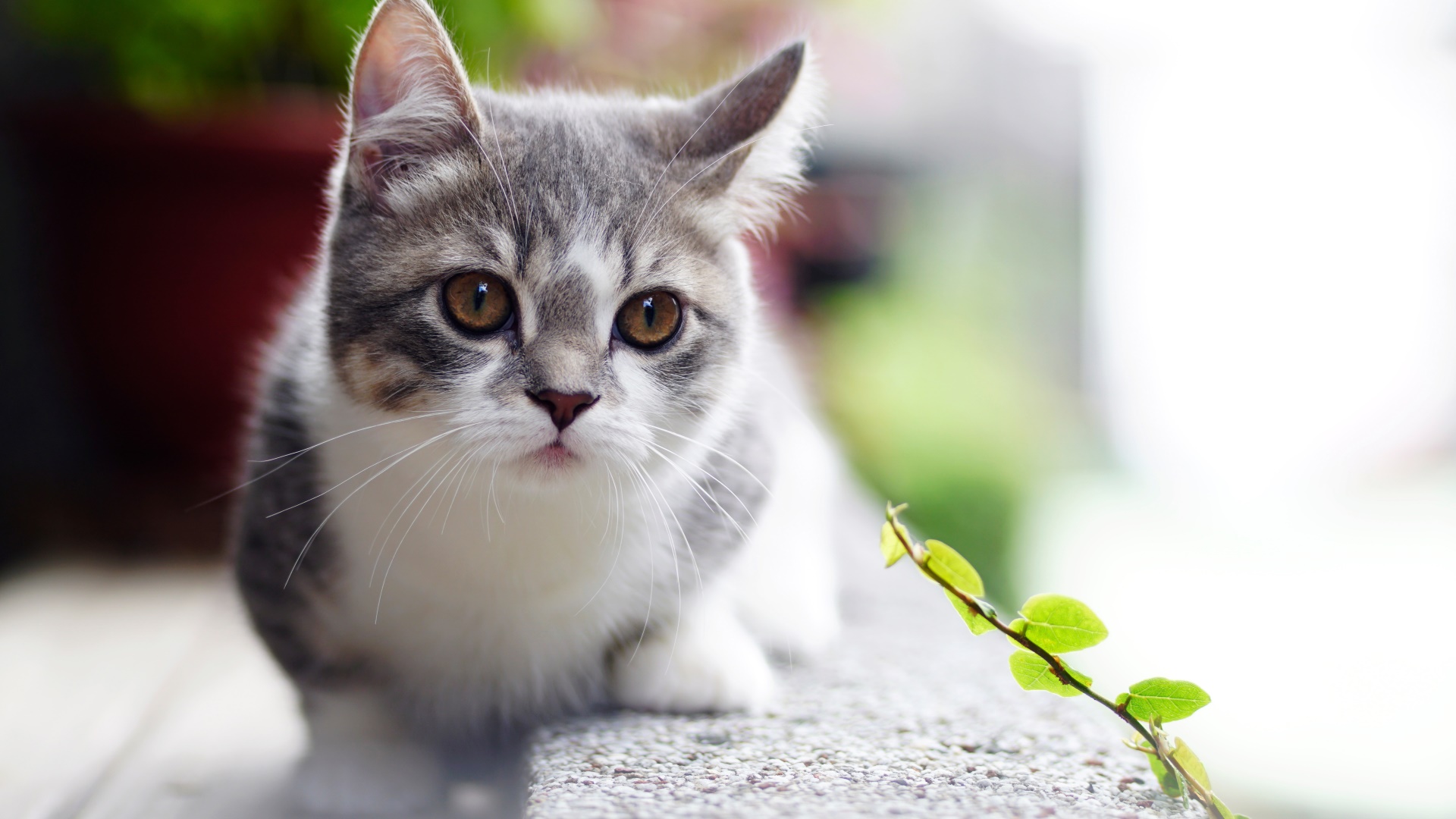 A cute tabby kitten sitting on a ledge HD Wallpaper