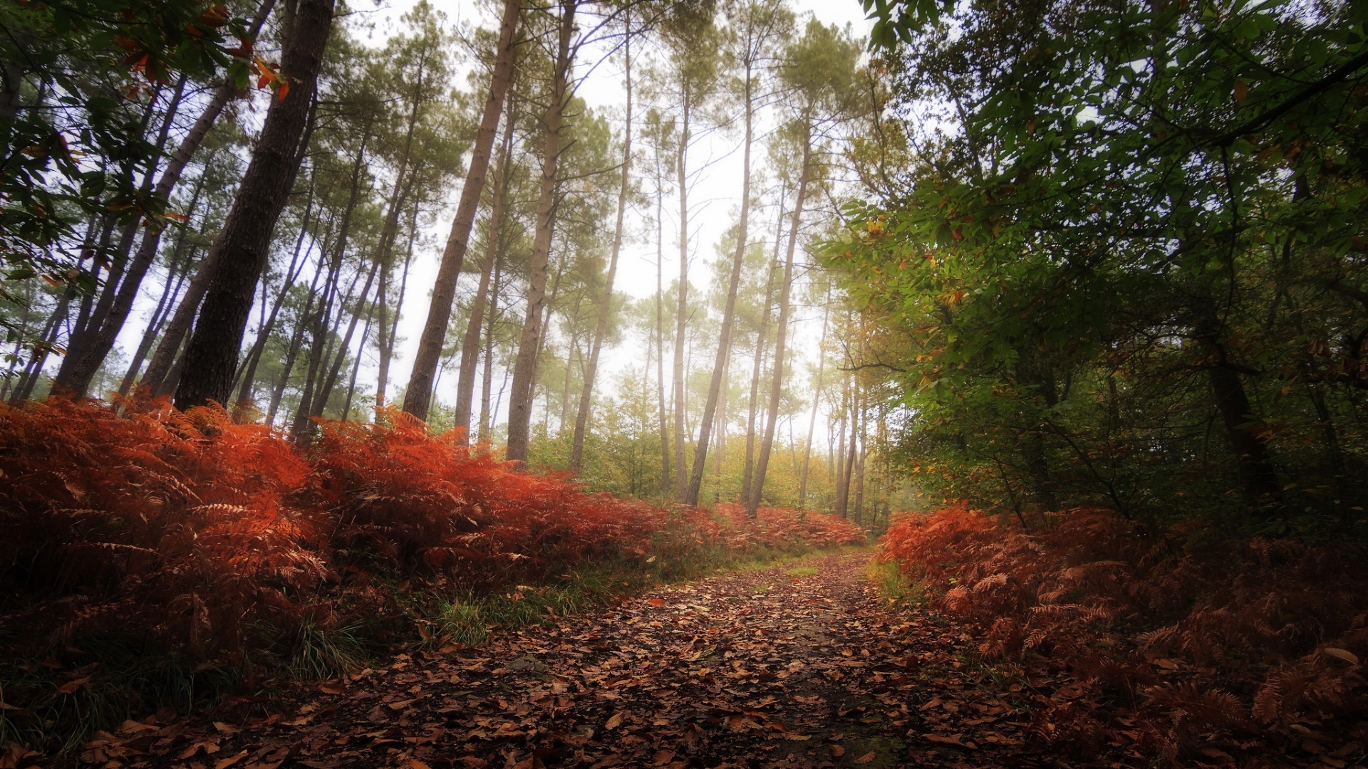 Autumn forest path with red ferns and fallen leaves HD Wallpaper