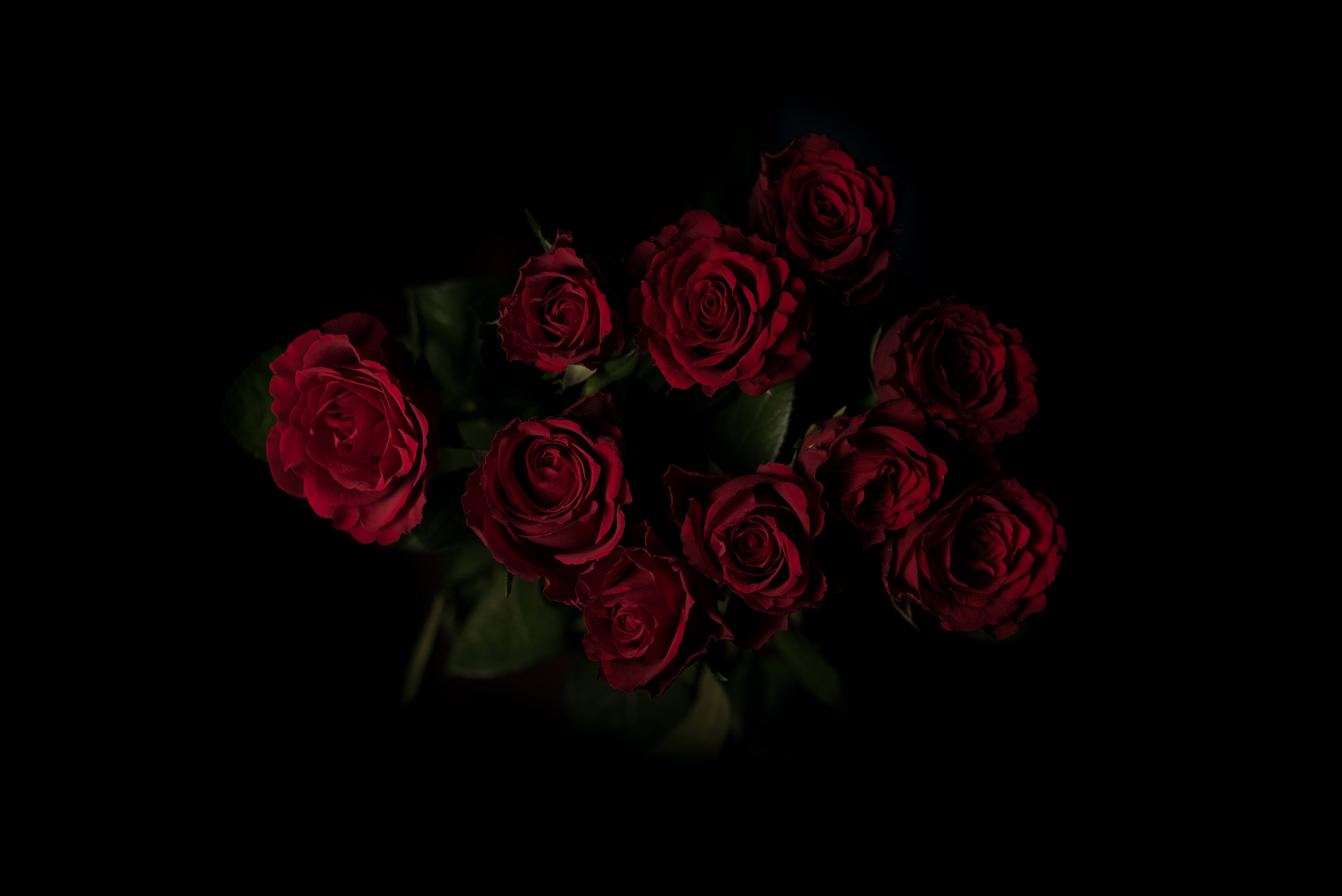 A bouquet of deep red roses against a black background HD Wallpaper