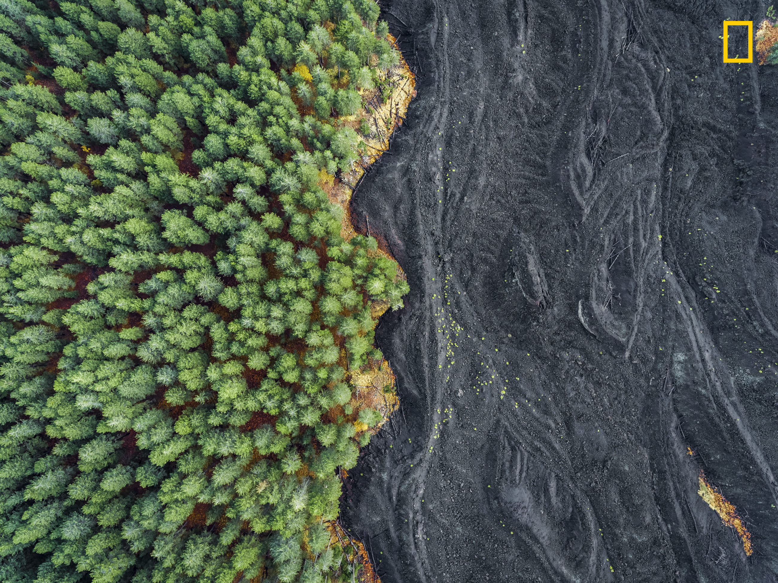 Aerial view of forest meeting volcanic landscape in Sicily HD Wallpaper