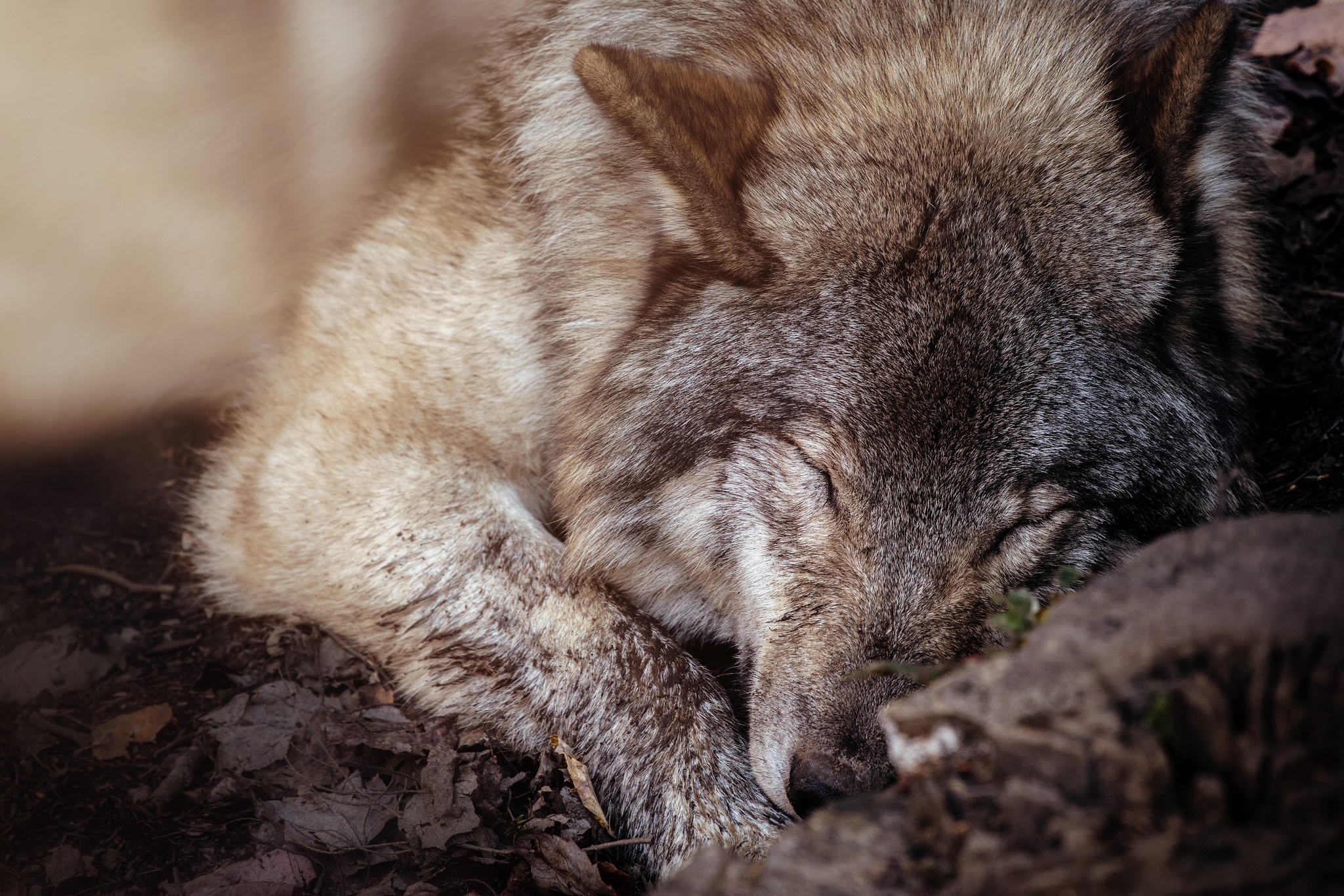 Close-up of a sleeping wolf HD Wallpaper