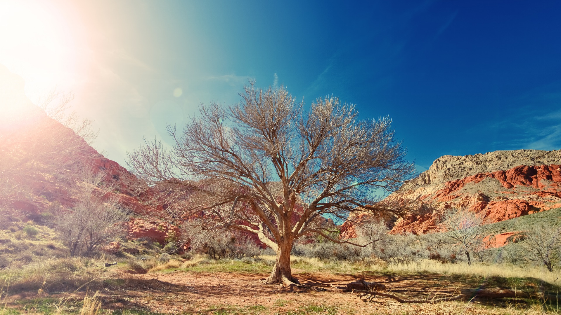 Bare tree in a desert landscape with mountains HD Wallpaper