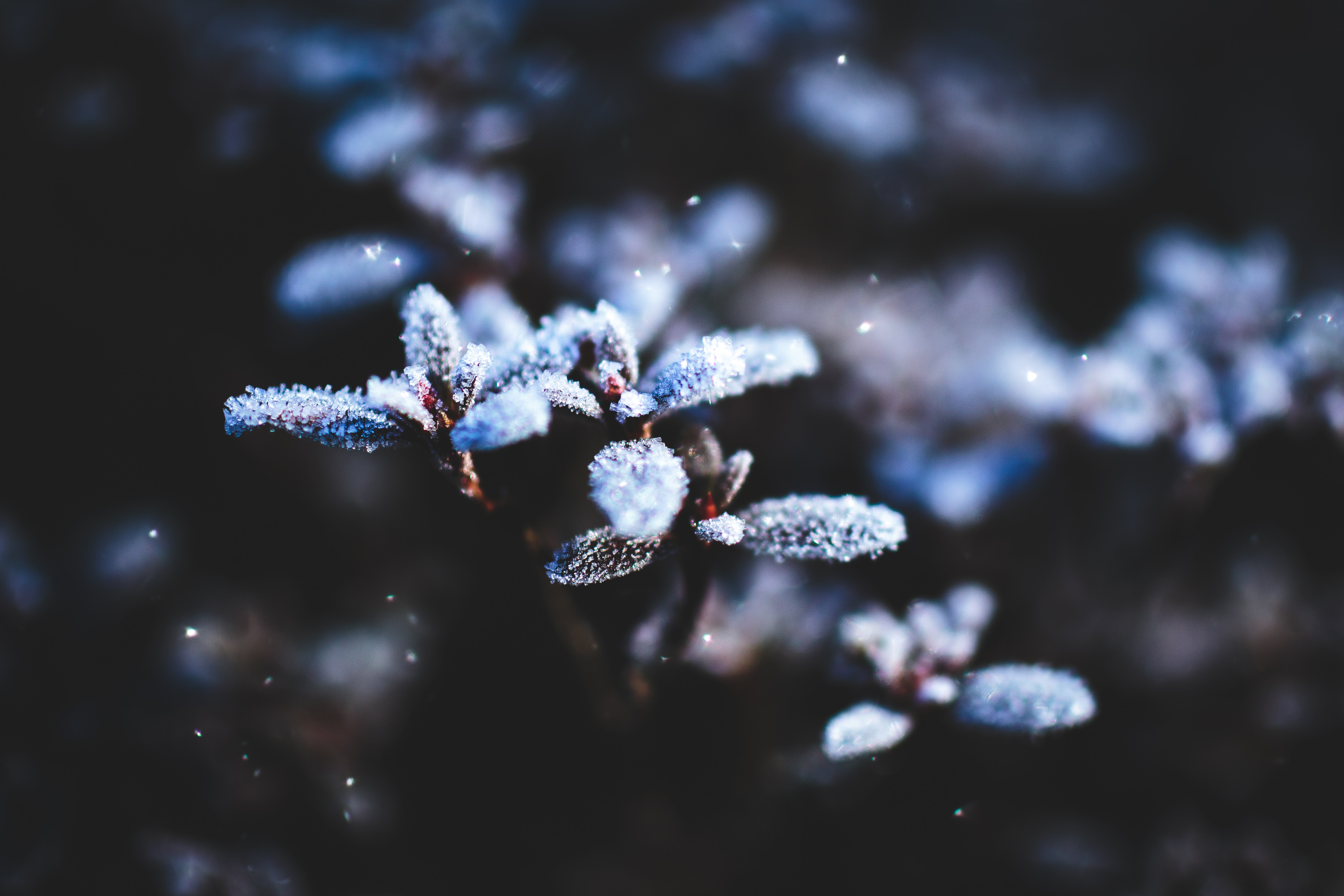 Frosty plant with falling snow HD Wallpaper