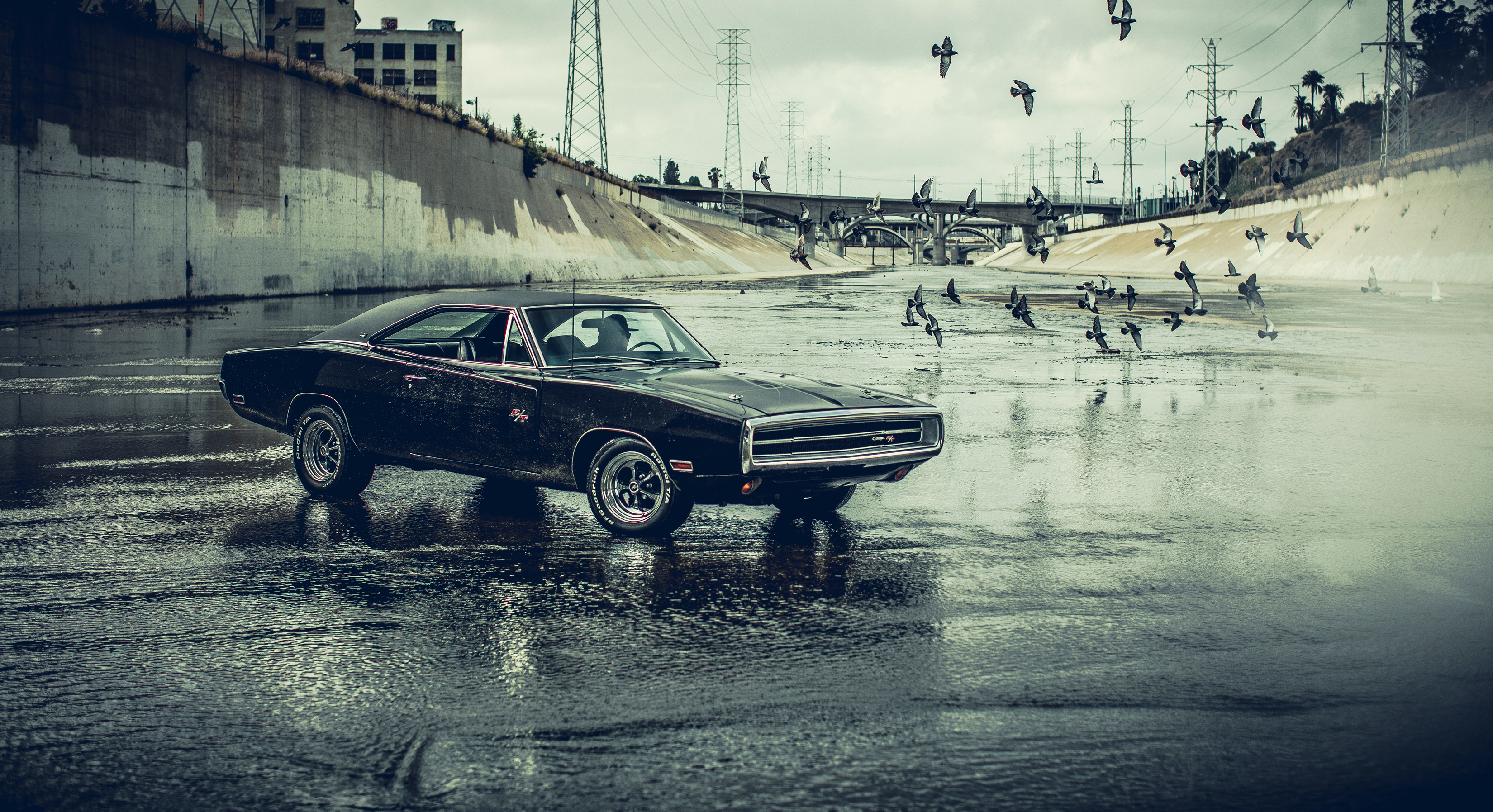 Black Dodge Charger in a concrete river with birds HD Wallpaper