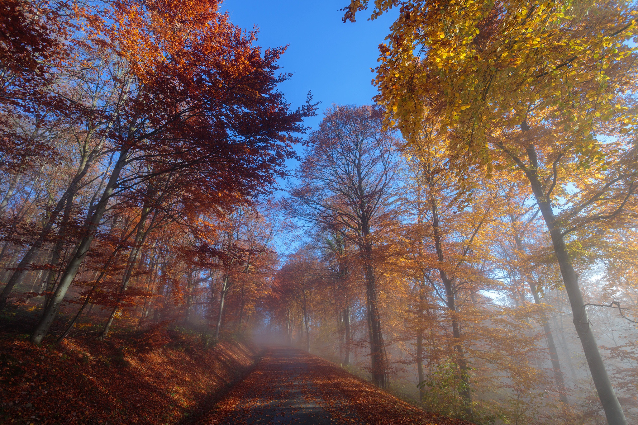 Autumn forest path with colorful trees and fog HD Wallpaper