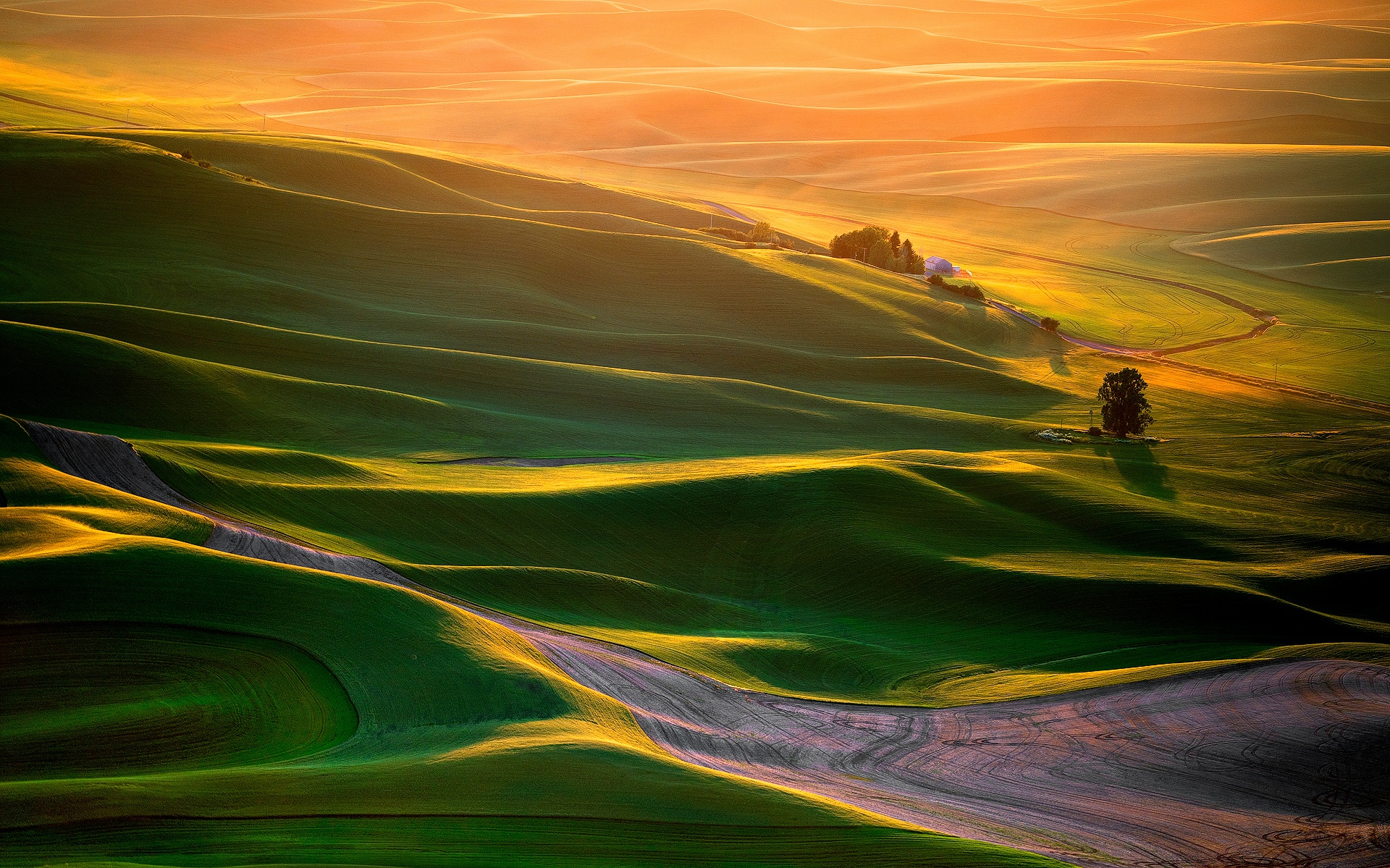 Rolling green hills bathed in golden sunlight HD Wallpaper