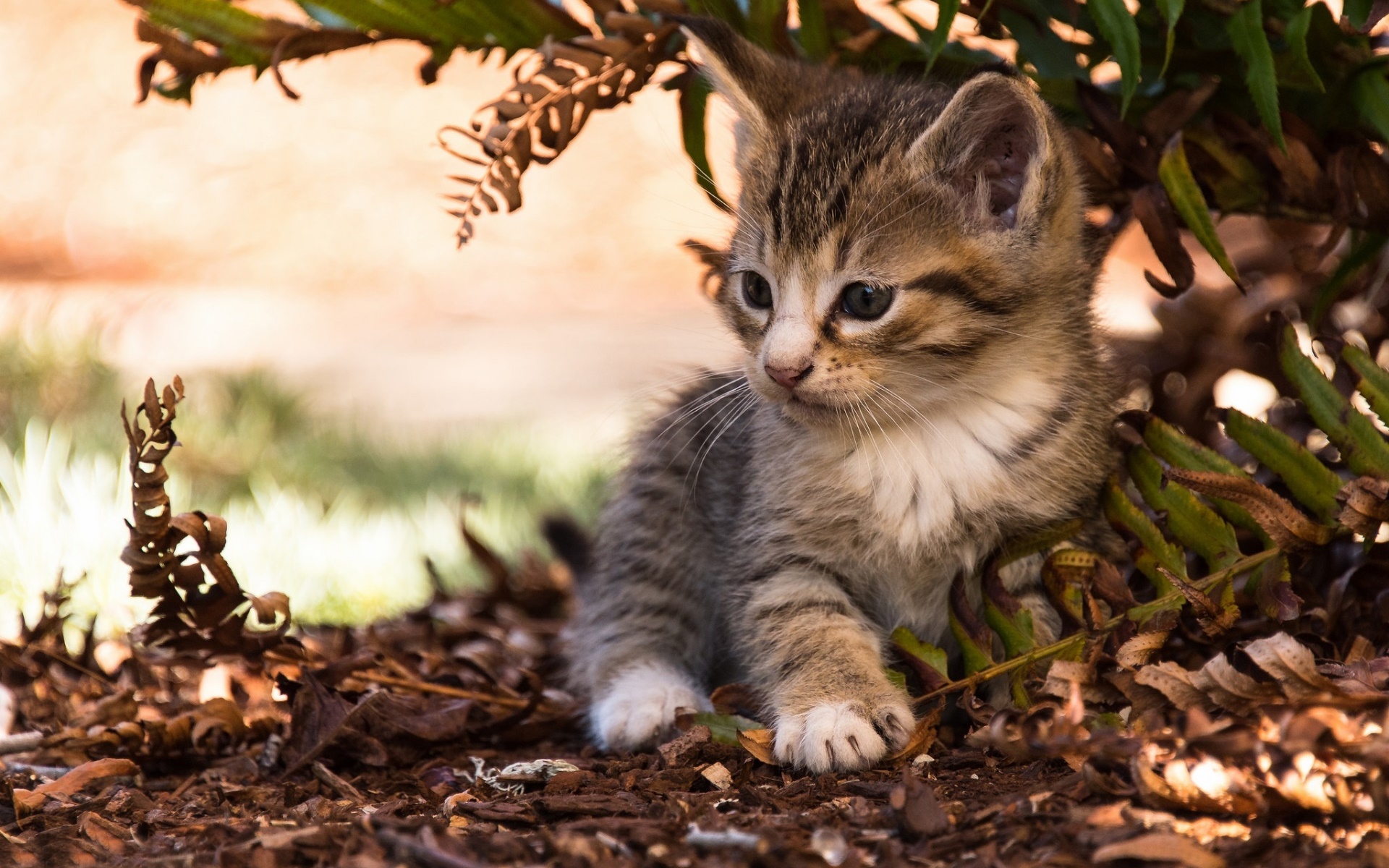 A small tabby kitten sits among fallen leaves and ferns. HD Wallpaper