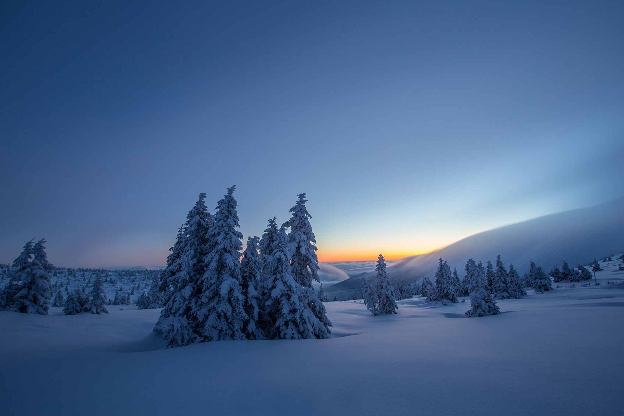 Snow-covered trees in a winter landscape at dusk HD Wallpaper