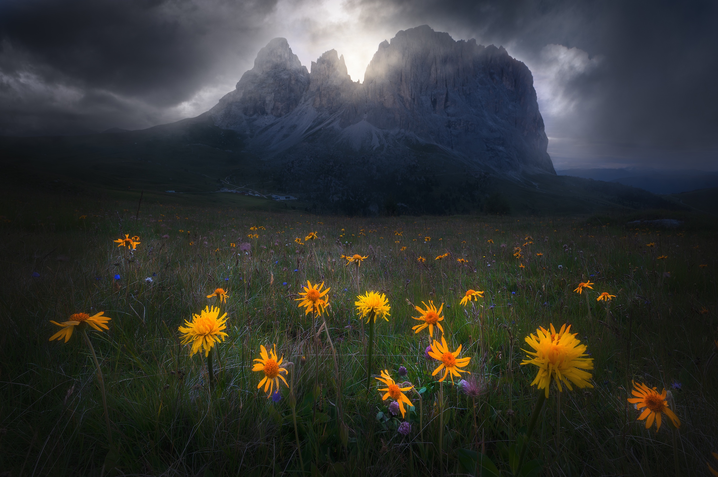 Yellow flowers in a meadow with dramatic mountains HD Wallpaper