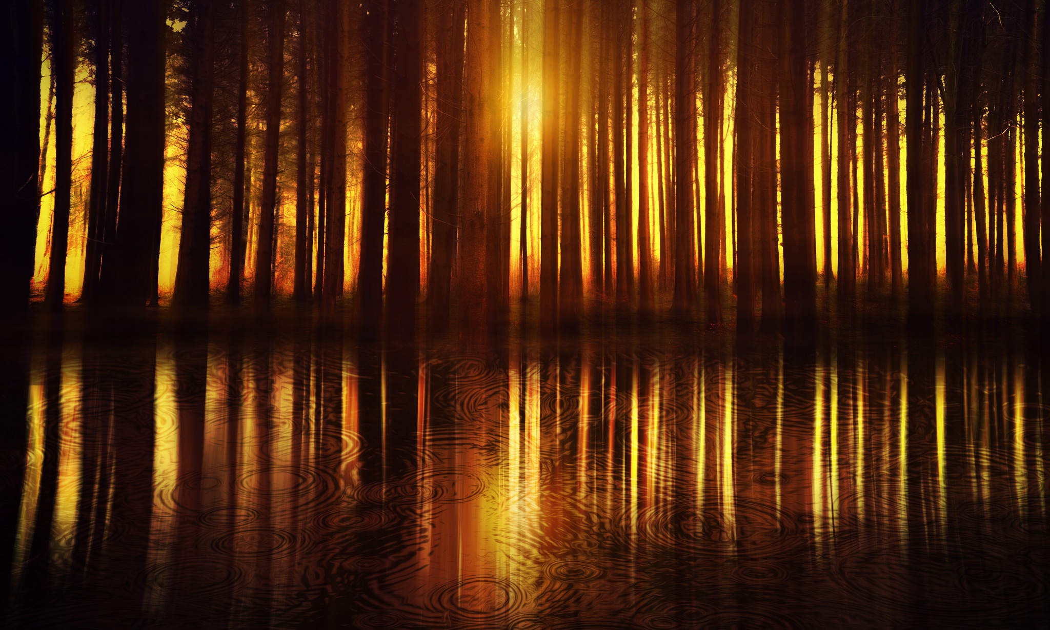 Sunlight filtering through trees reflected in water HD Wallpaper