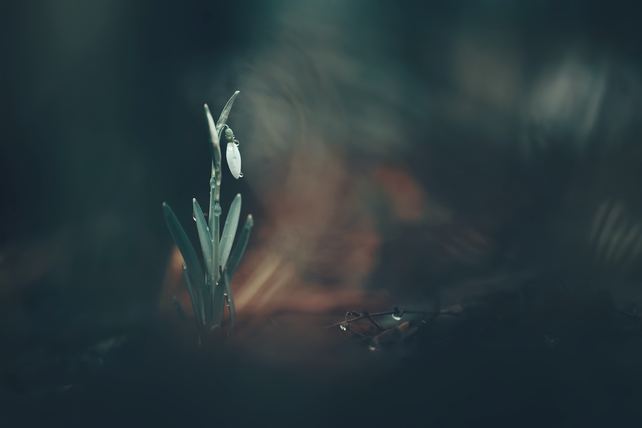 A single snowdrop flower with water droplets HD Wallpaper