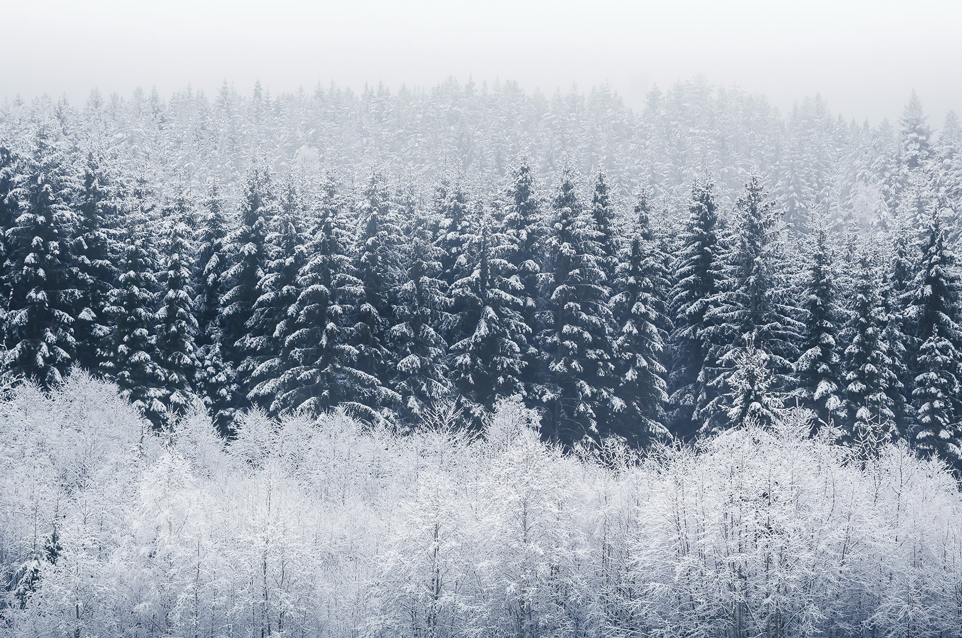 Snow-covered evergreen forest in winter HD Wallpaper