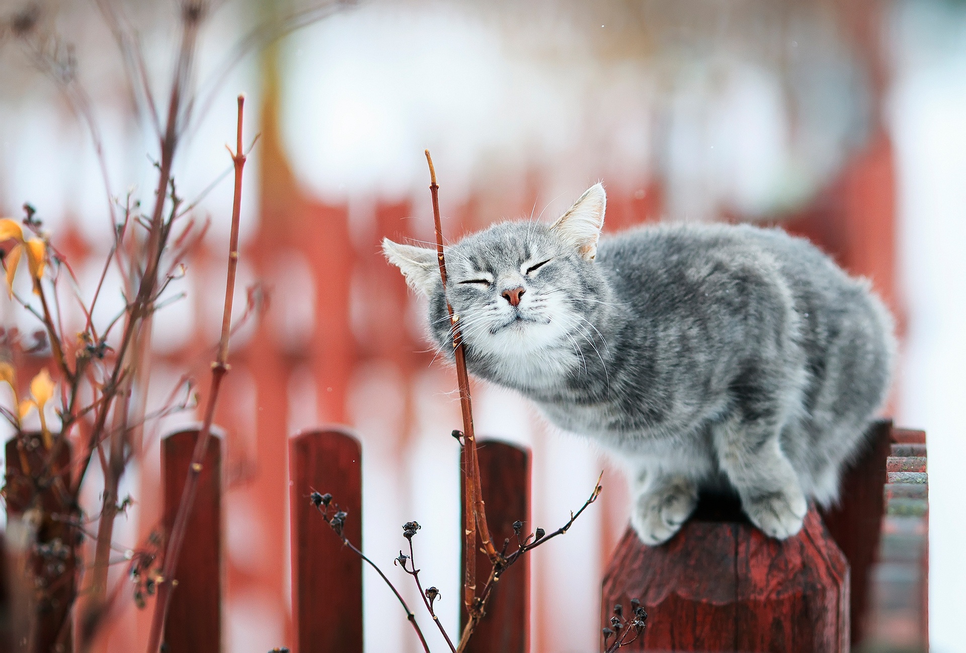 A tabby cat rubs its face on a branch HD Wallpaper