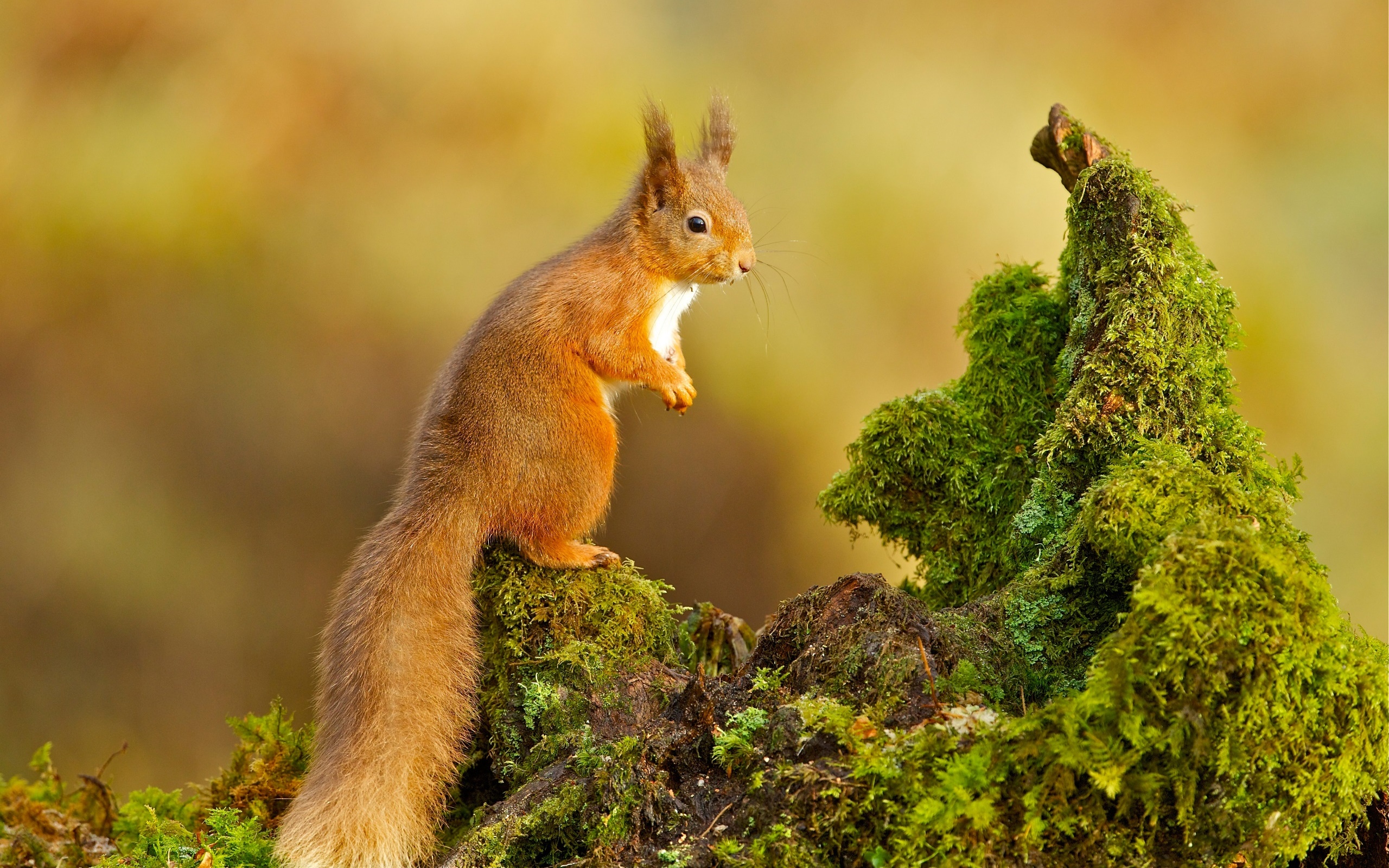 Red squirrel on mossy log in forest HD Wallpaper