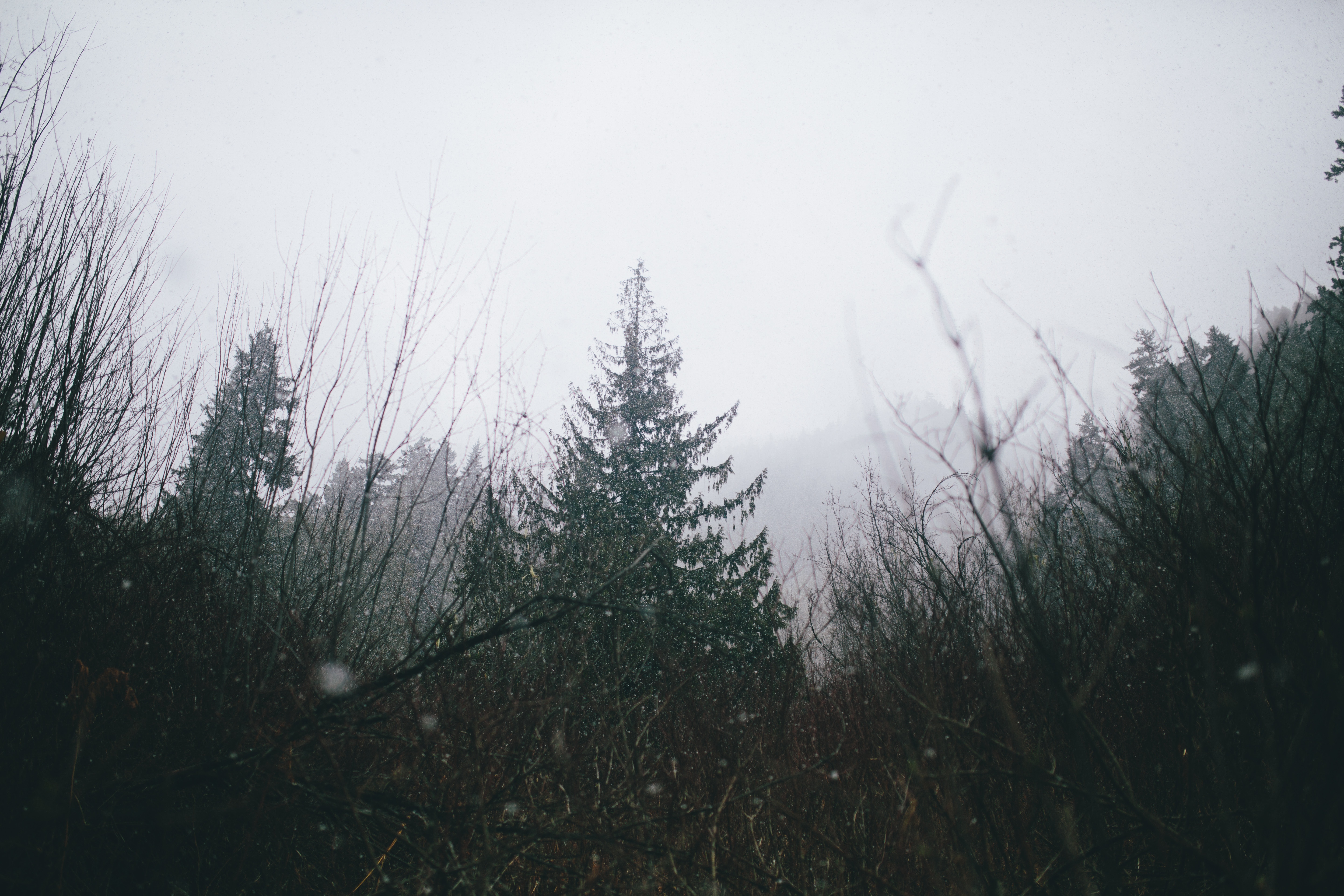 Snowy forest with pine trees and bare branches HD Wallpaper