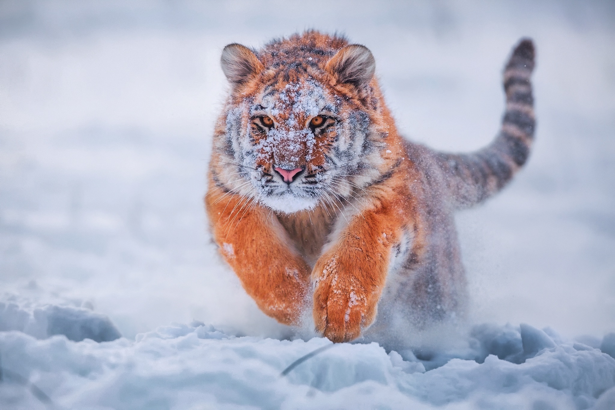 Tiger running through snow HD Wallpaper