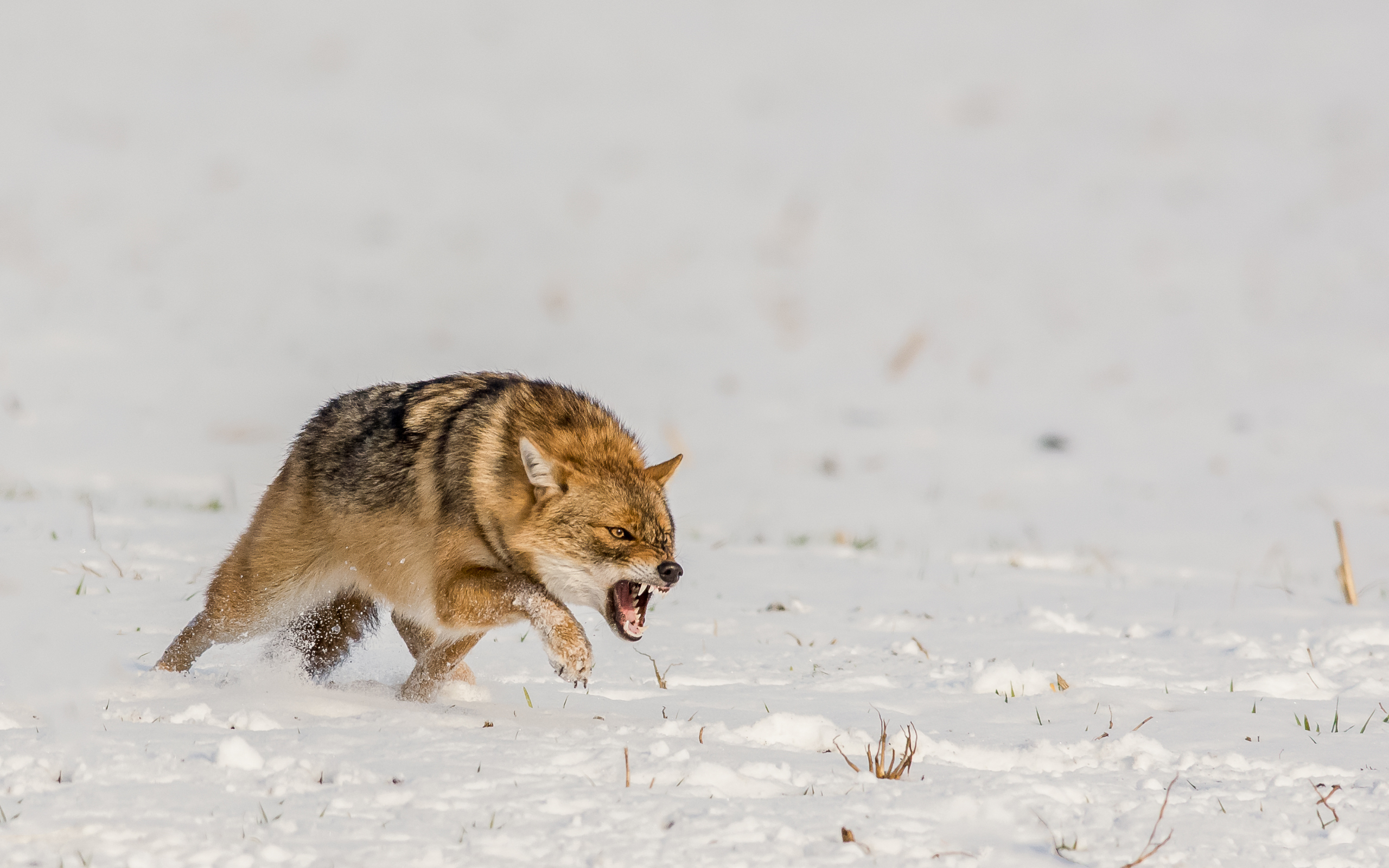 Golden jackal running in the snow HD Wallpaper