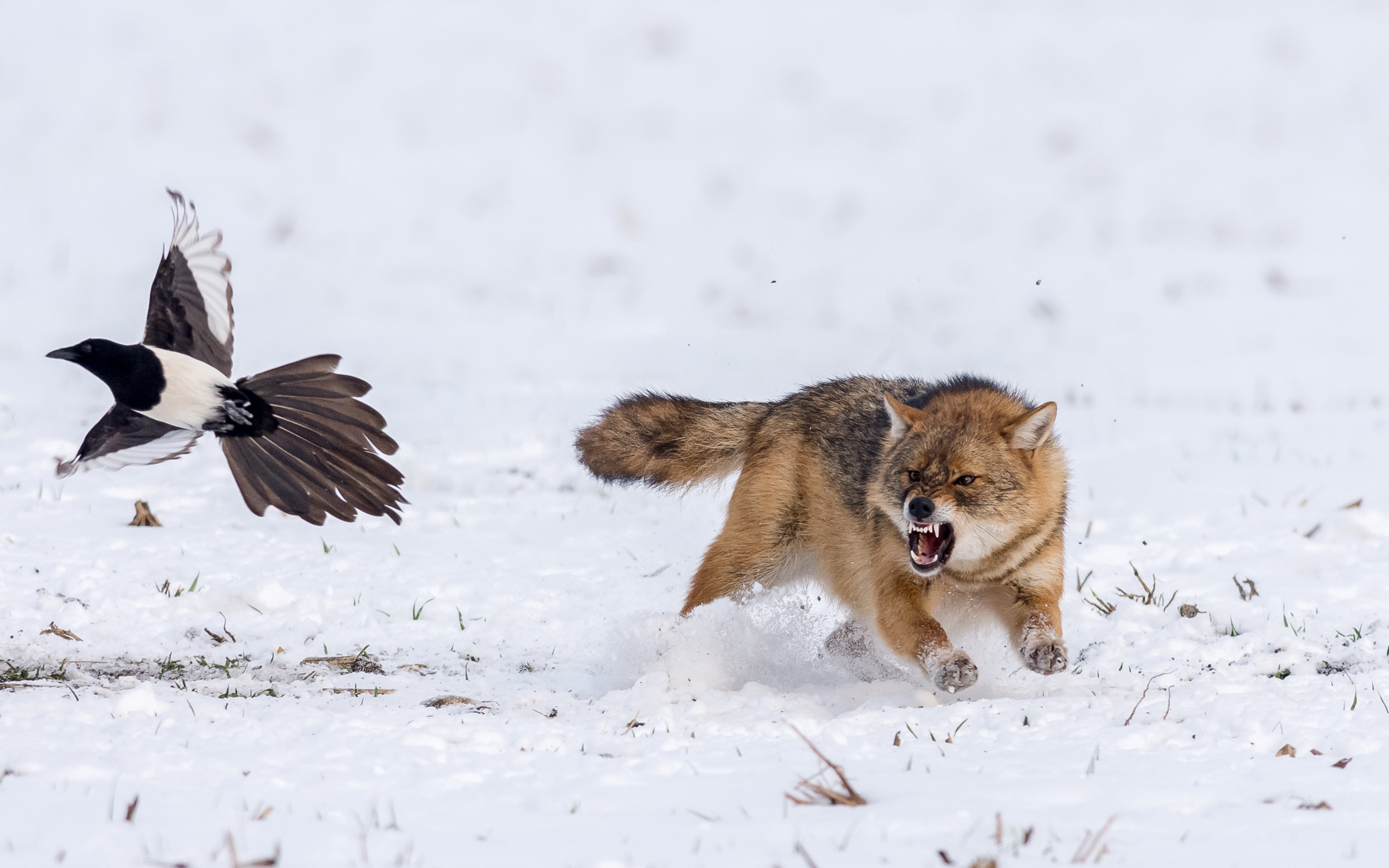 Golden jackal chasing a magpie in the snow HD Wallpaper
