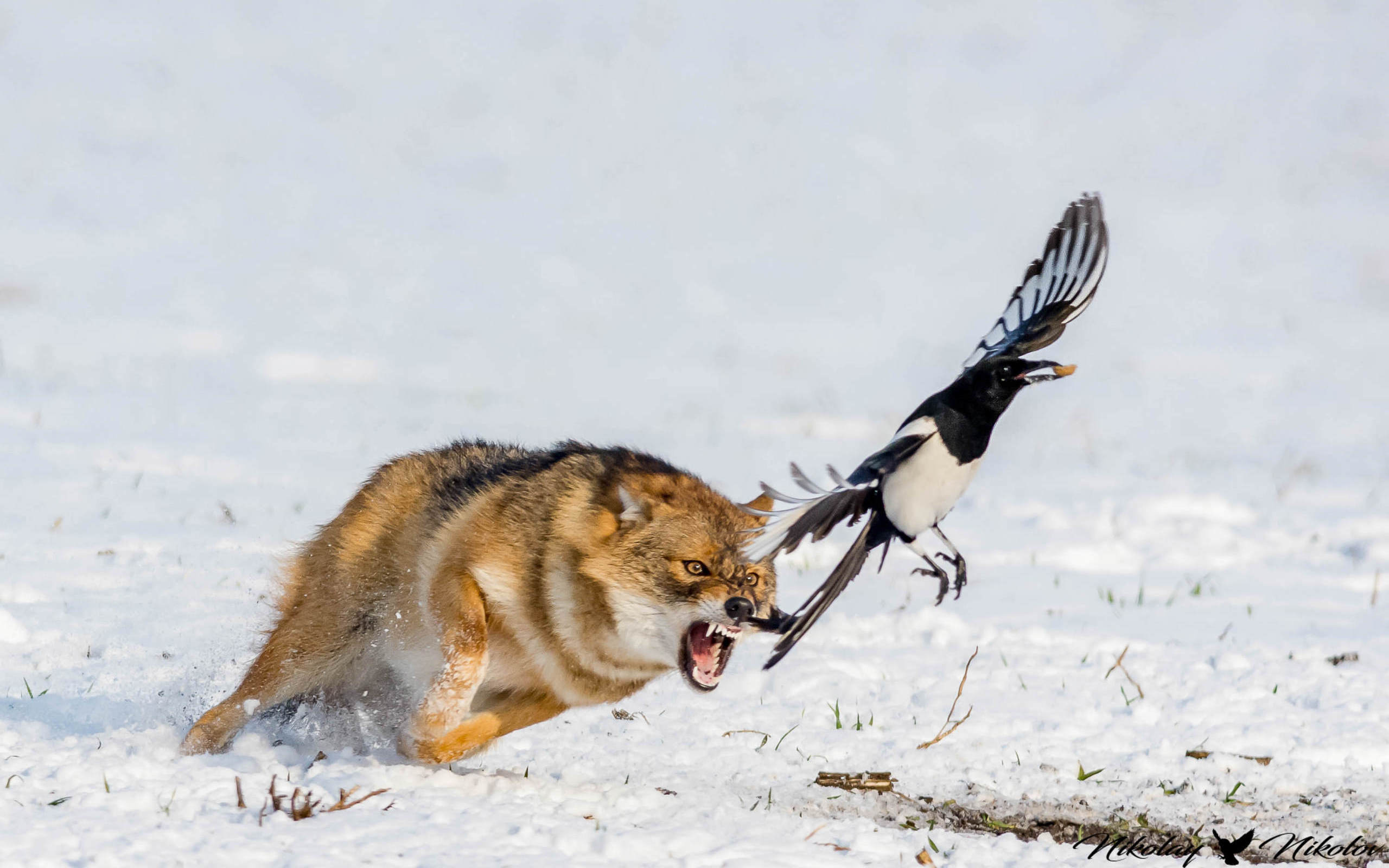 Golden Jackal attacking a European Magpie in snow HD Wallpaper