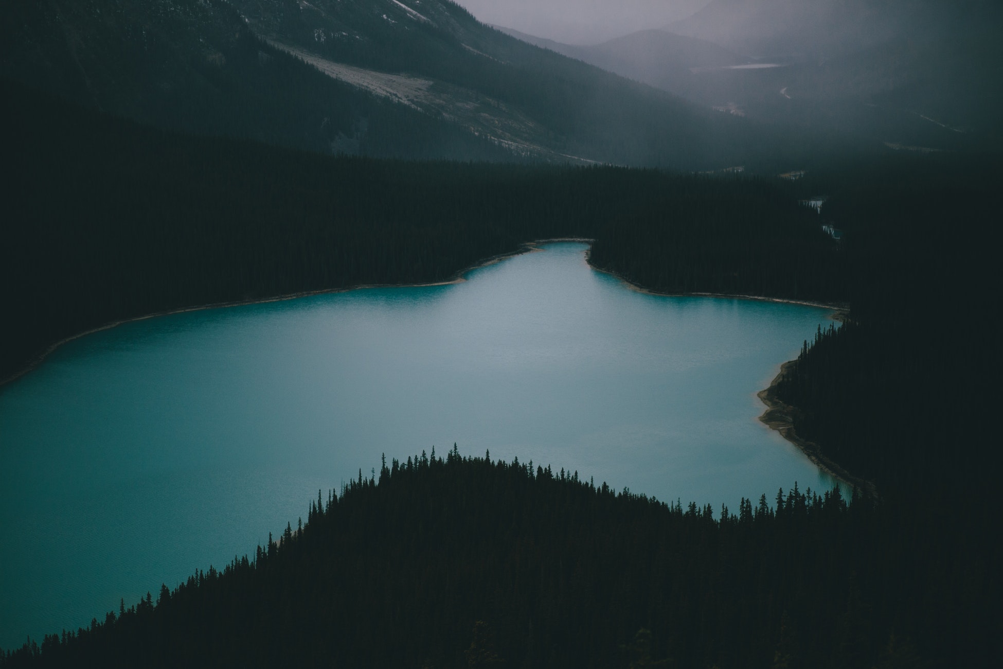 Peyto Lake with Forest and Mountains HD Wallpaper
