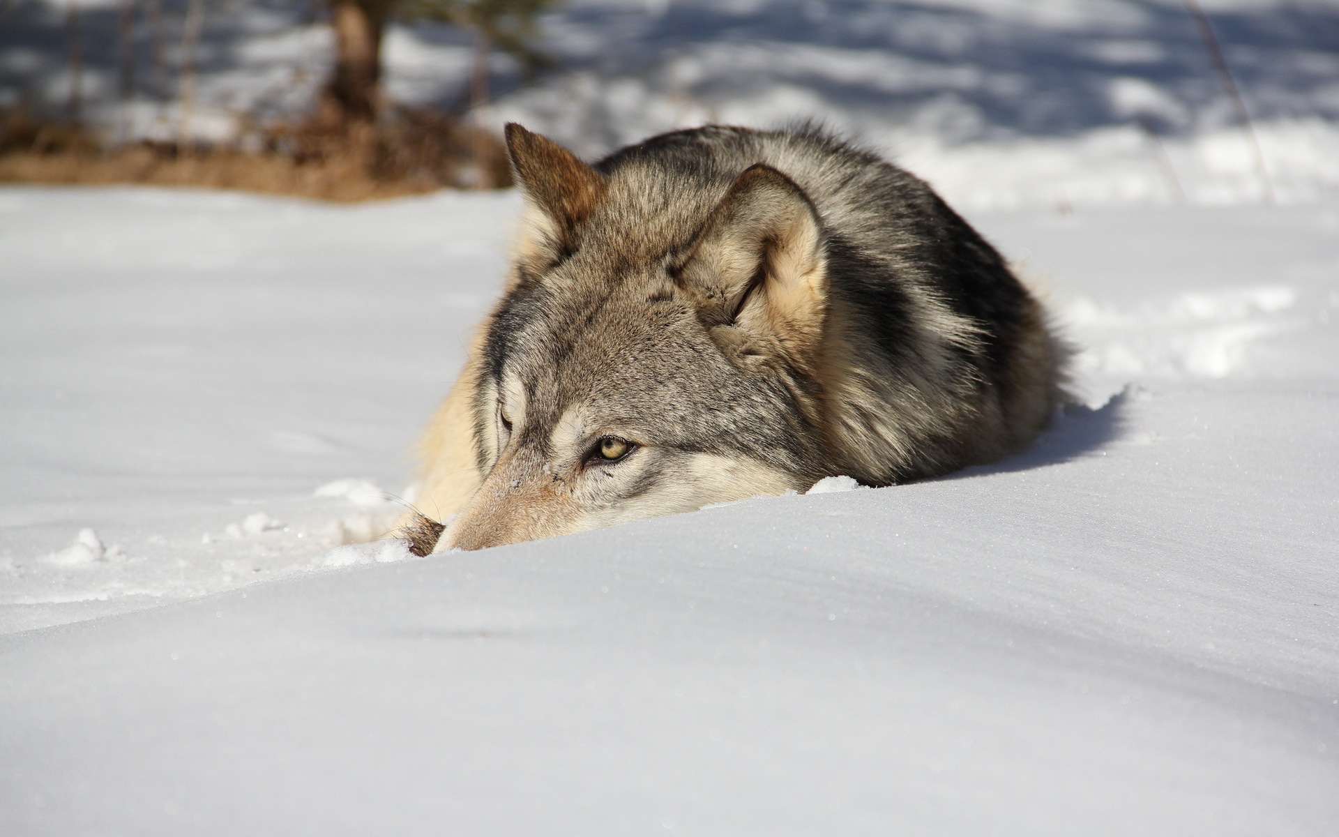 Wolf lying in the snow HD Wallpaper