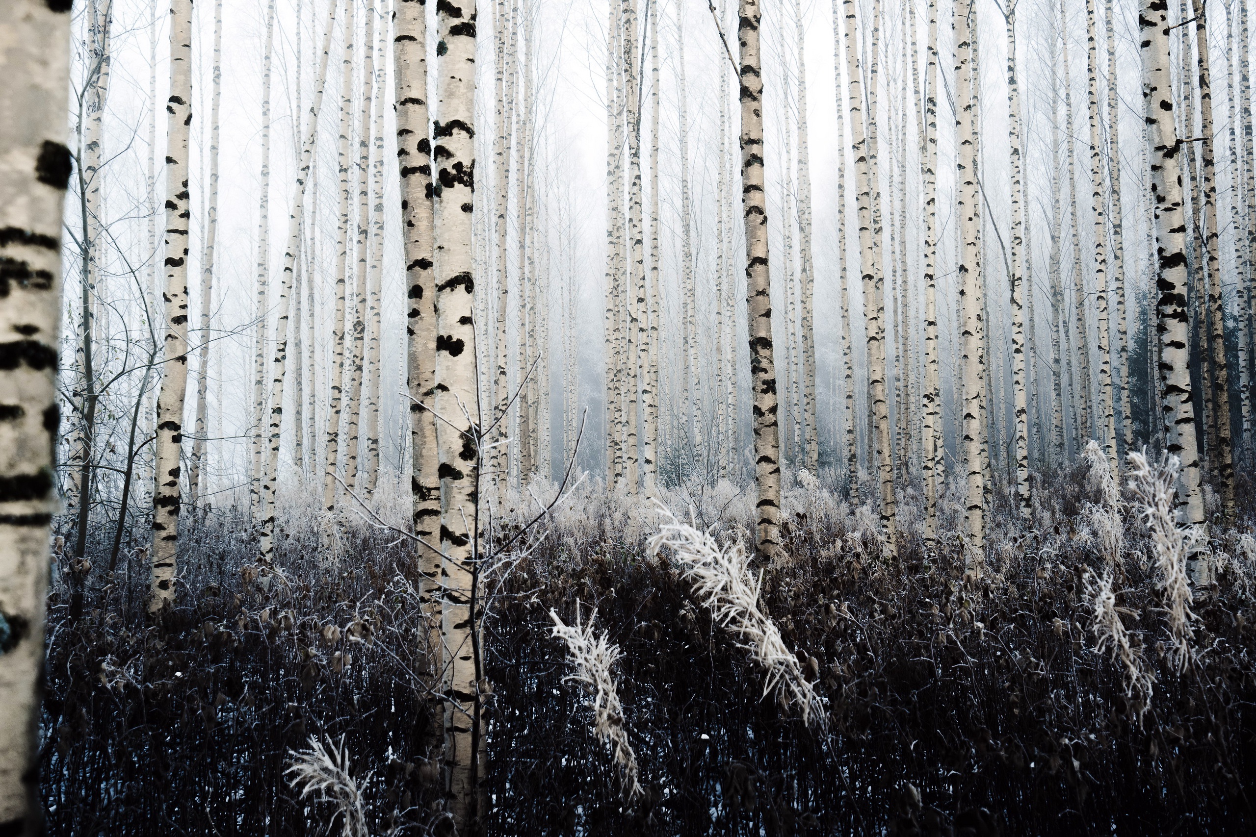 Birch forest in winter with frost HD Wallpaper