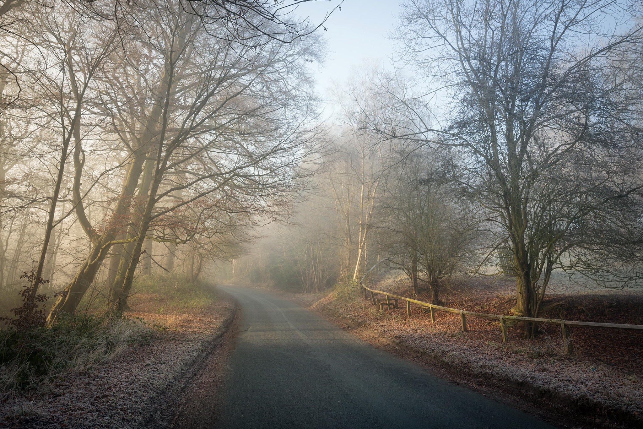 A foggy winter road through a bare forest HD Wallpaper