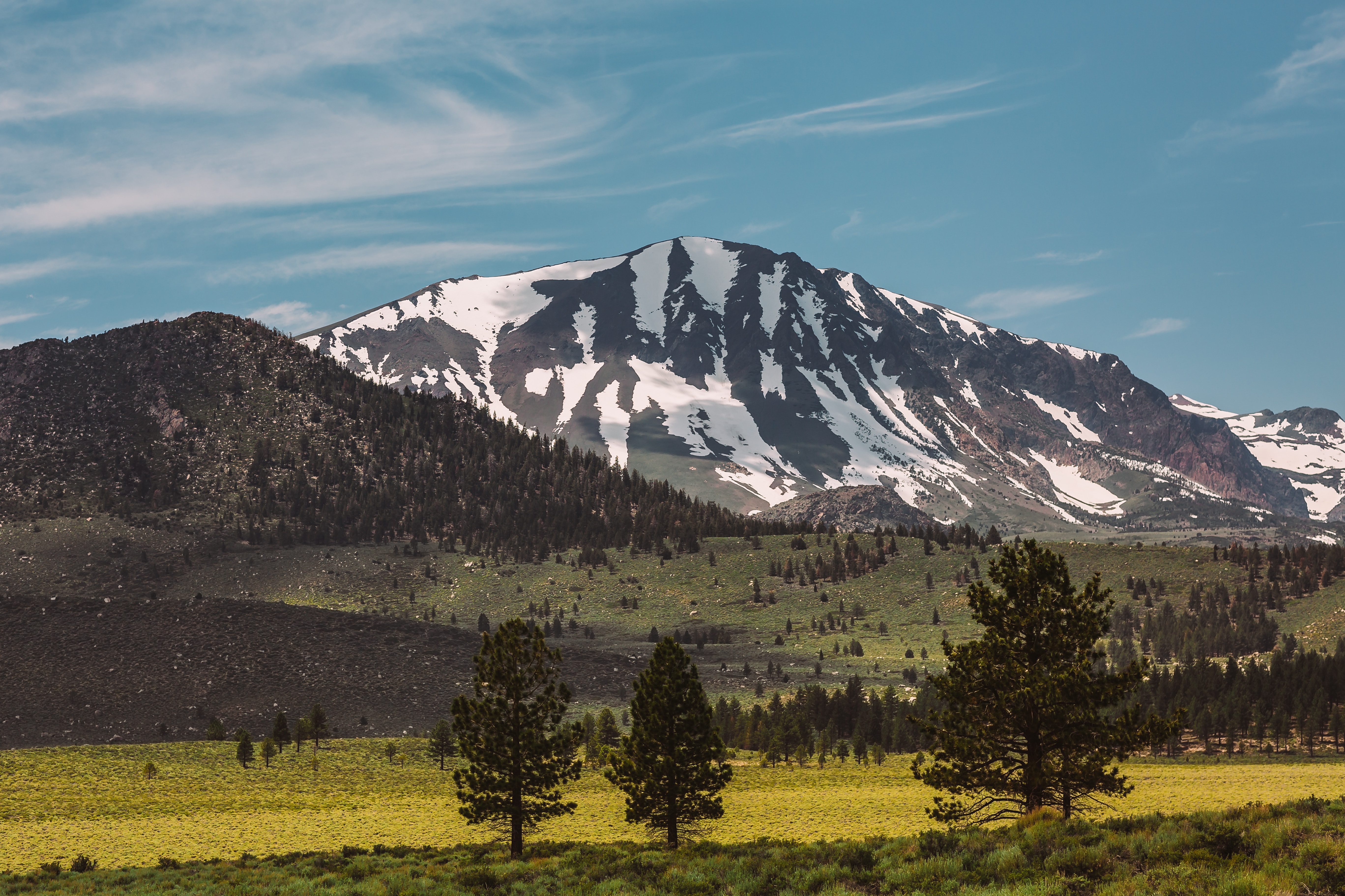 Snow-capped mountains and green meadows with pine trees HD Wallpaper