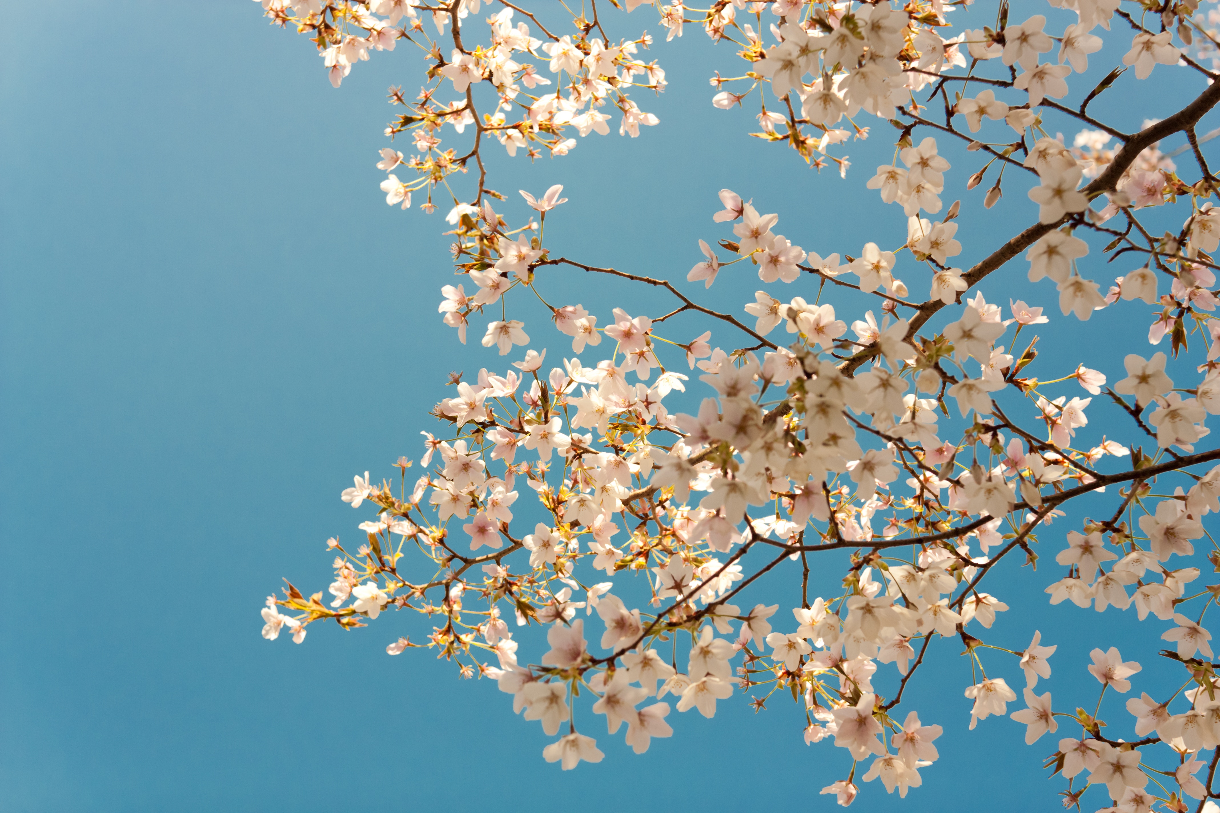 Cherry blossoms against a blue sky HD Wallpaper