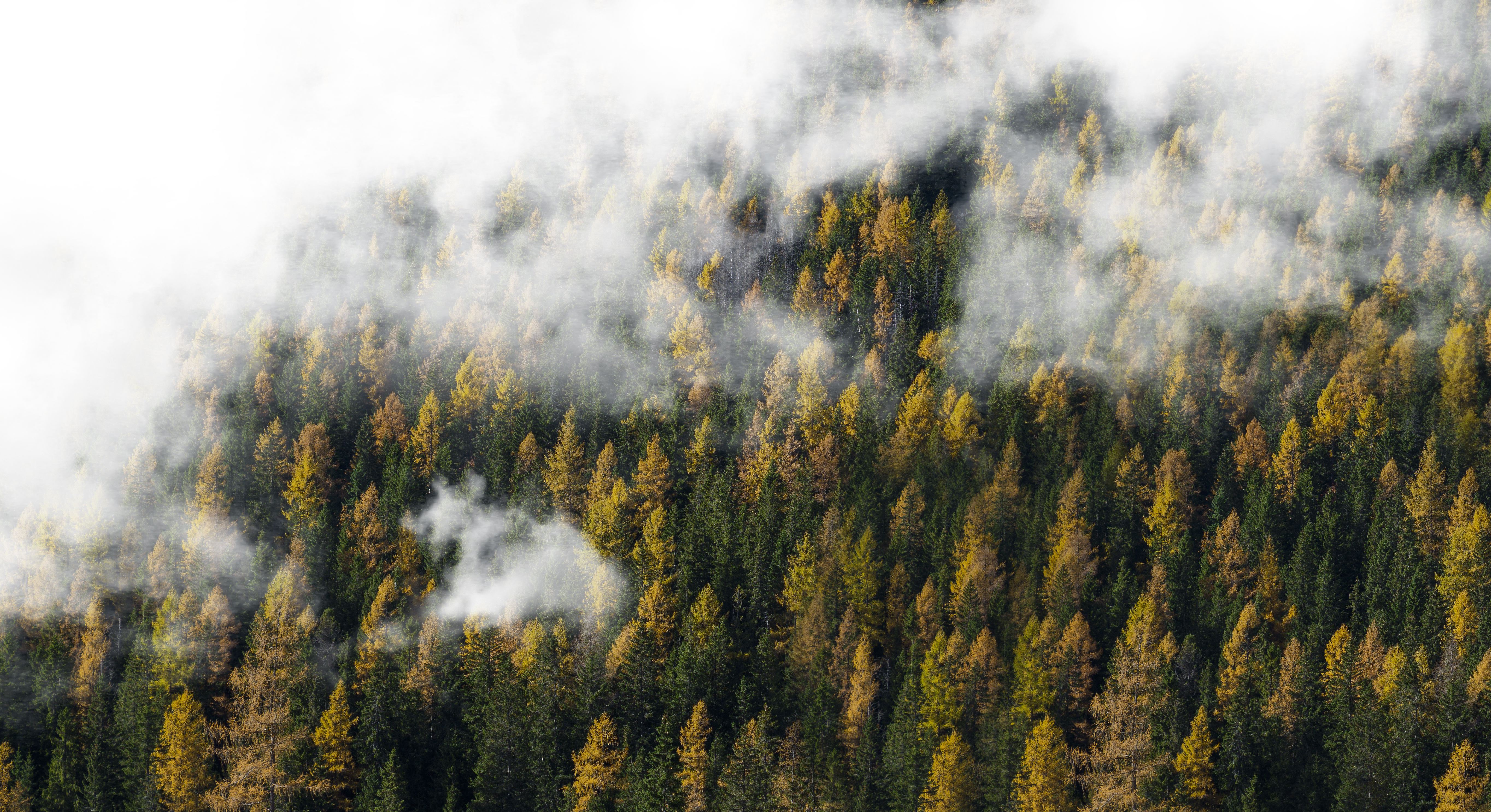 Misty forest with autumn trees HD Wallpaper