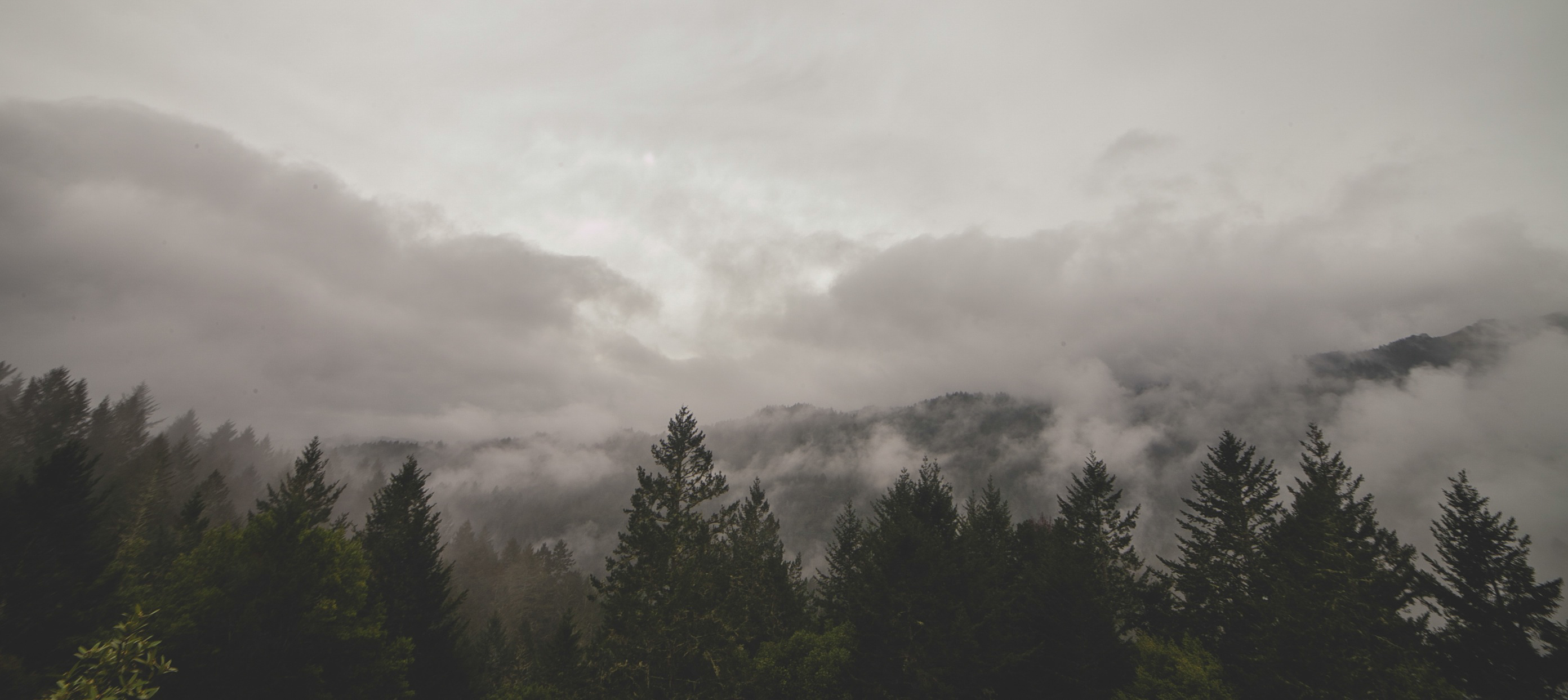 Misty forest with evergreen trees and clouds HD Wallpaper