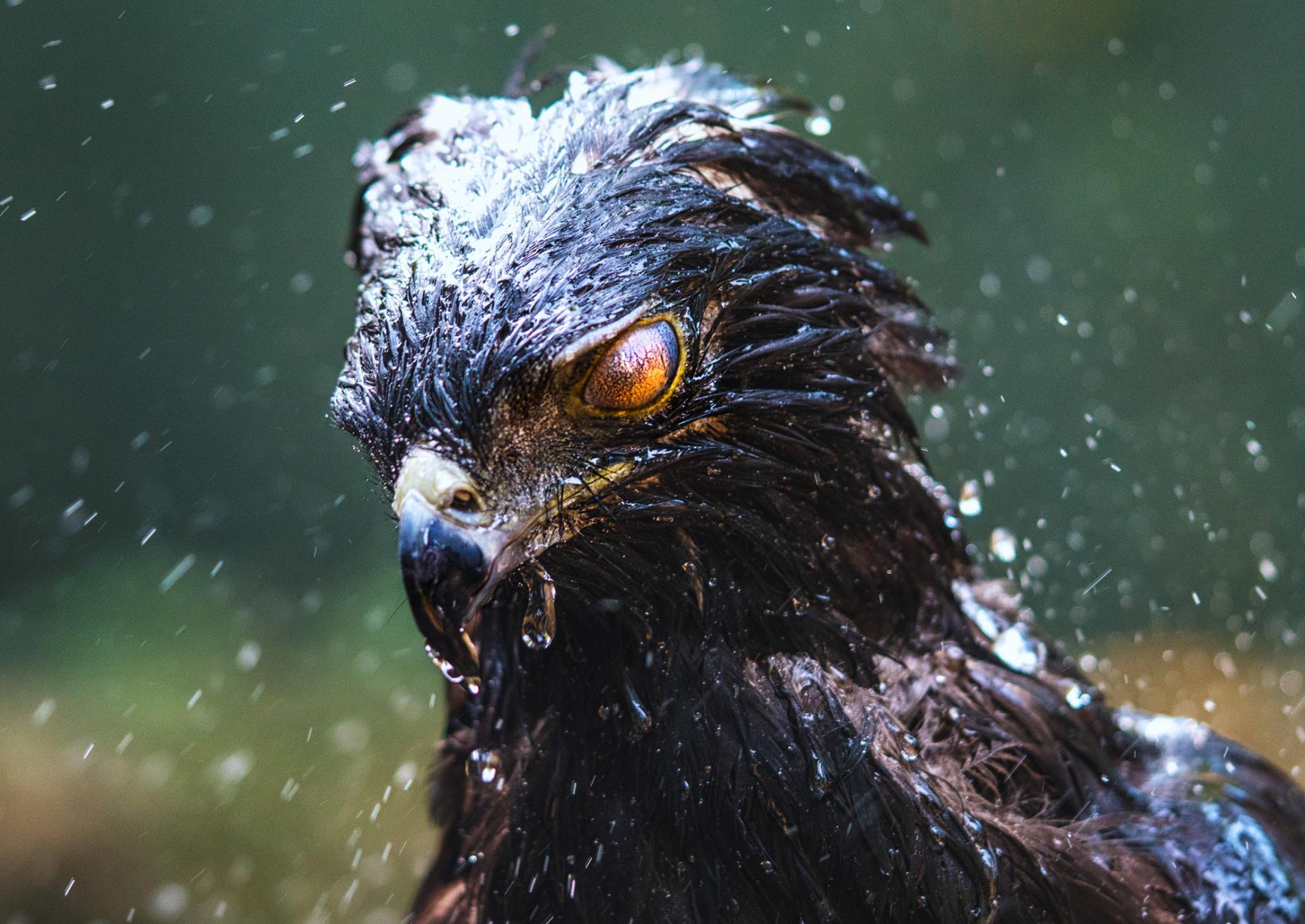 Black eagle with water droplets in rain HD Wallpaper